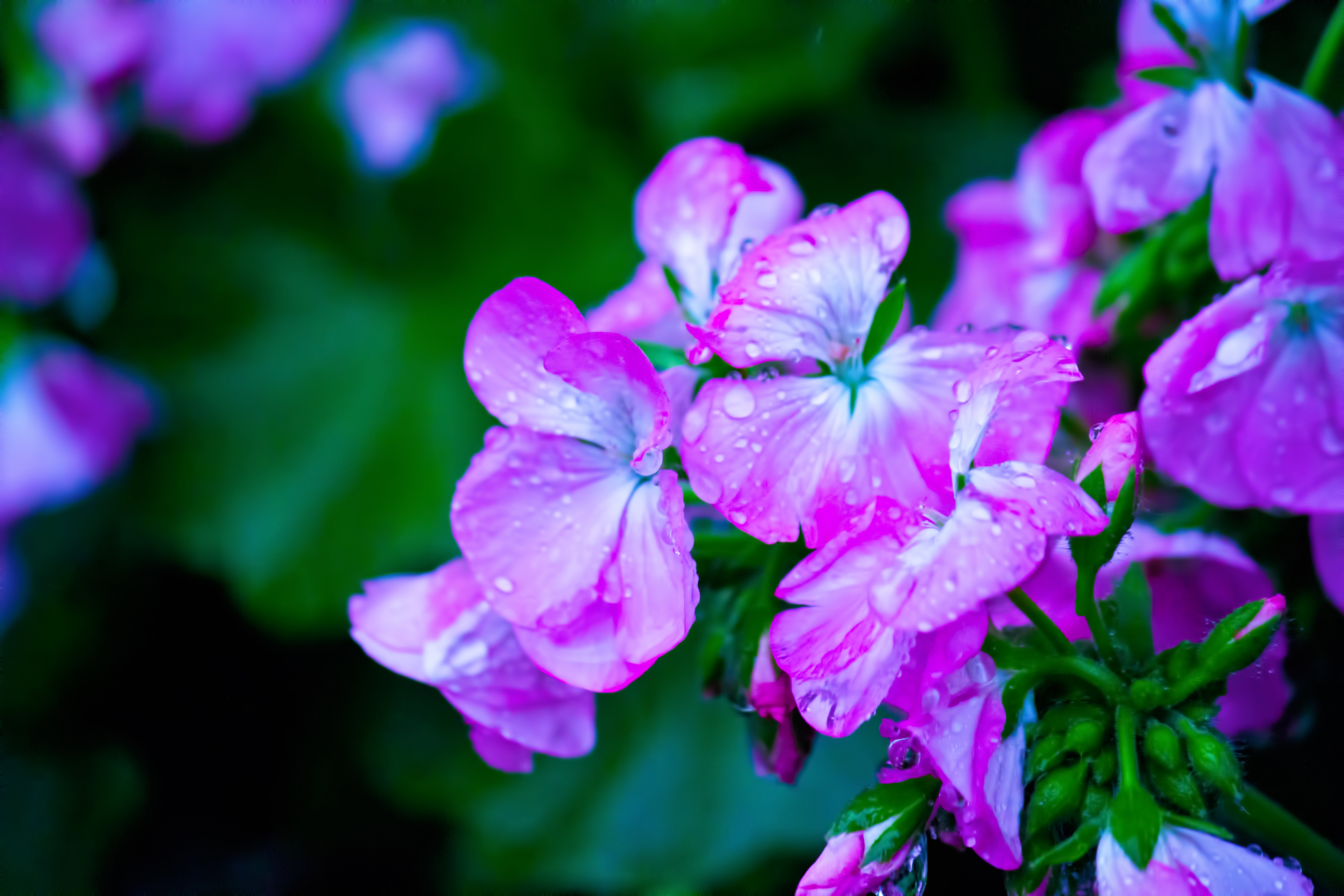 雨に濡れた紫の花の写真素材 ぱくたそ