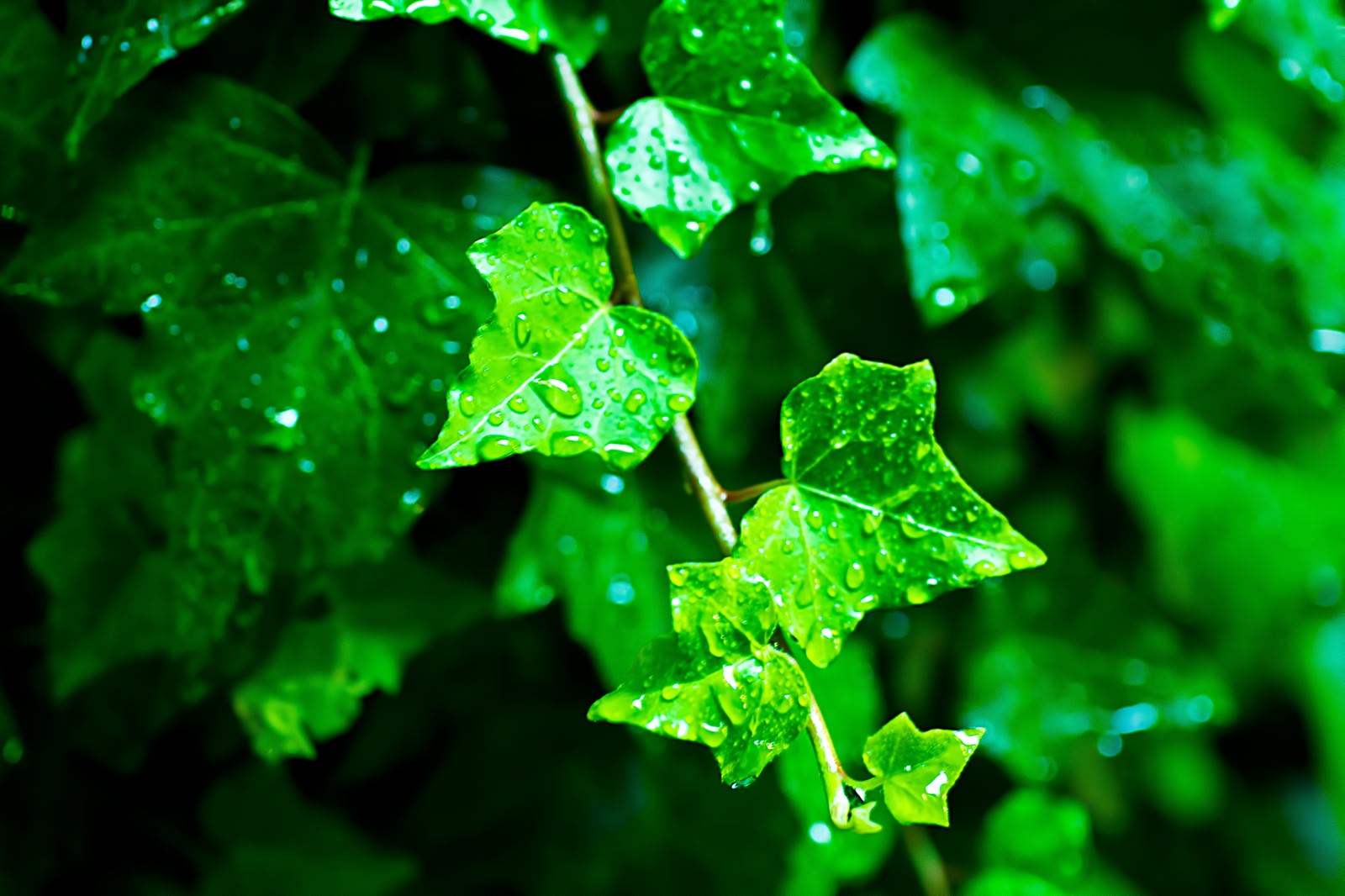 雨に濡れる葉の写真素材 ぱくたそ