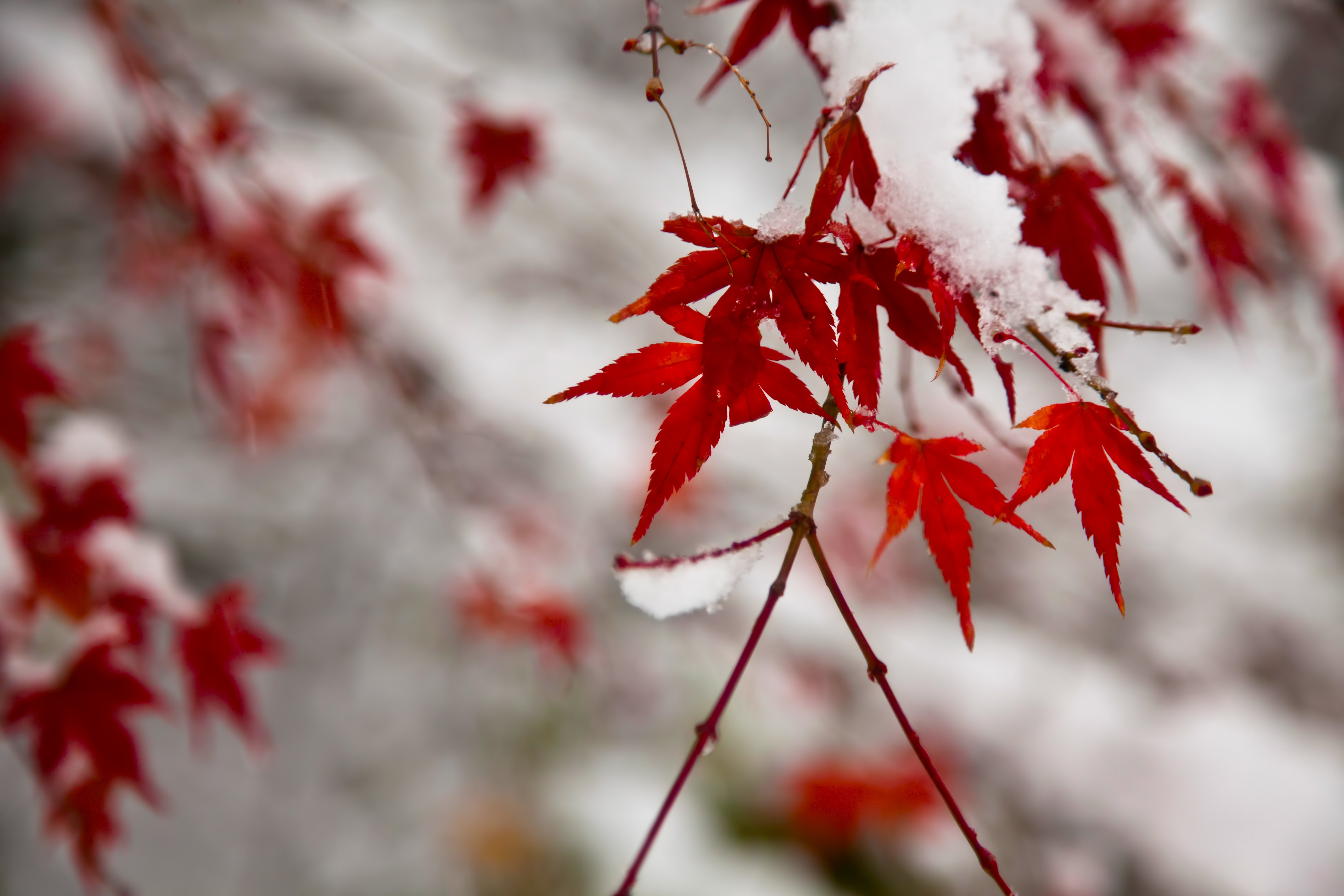 紅葉と積もる雪の写真素材 ぱくたそ