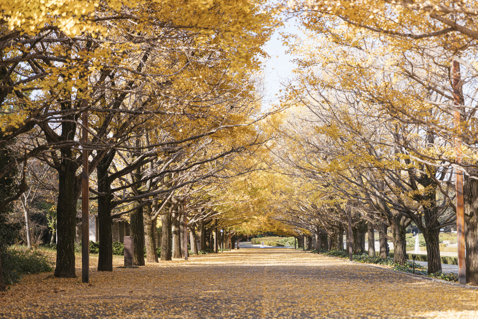 昭和公園の黄葉した銀杏並木の写真を無料ダウンロード フリー素材 ぱくたそ 昭和公園の黄葉した銀杏並木の写真を無料ダウンロード フリー素材 ぱくたそ