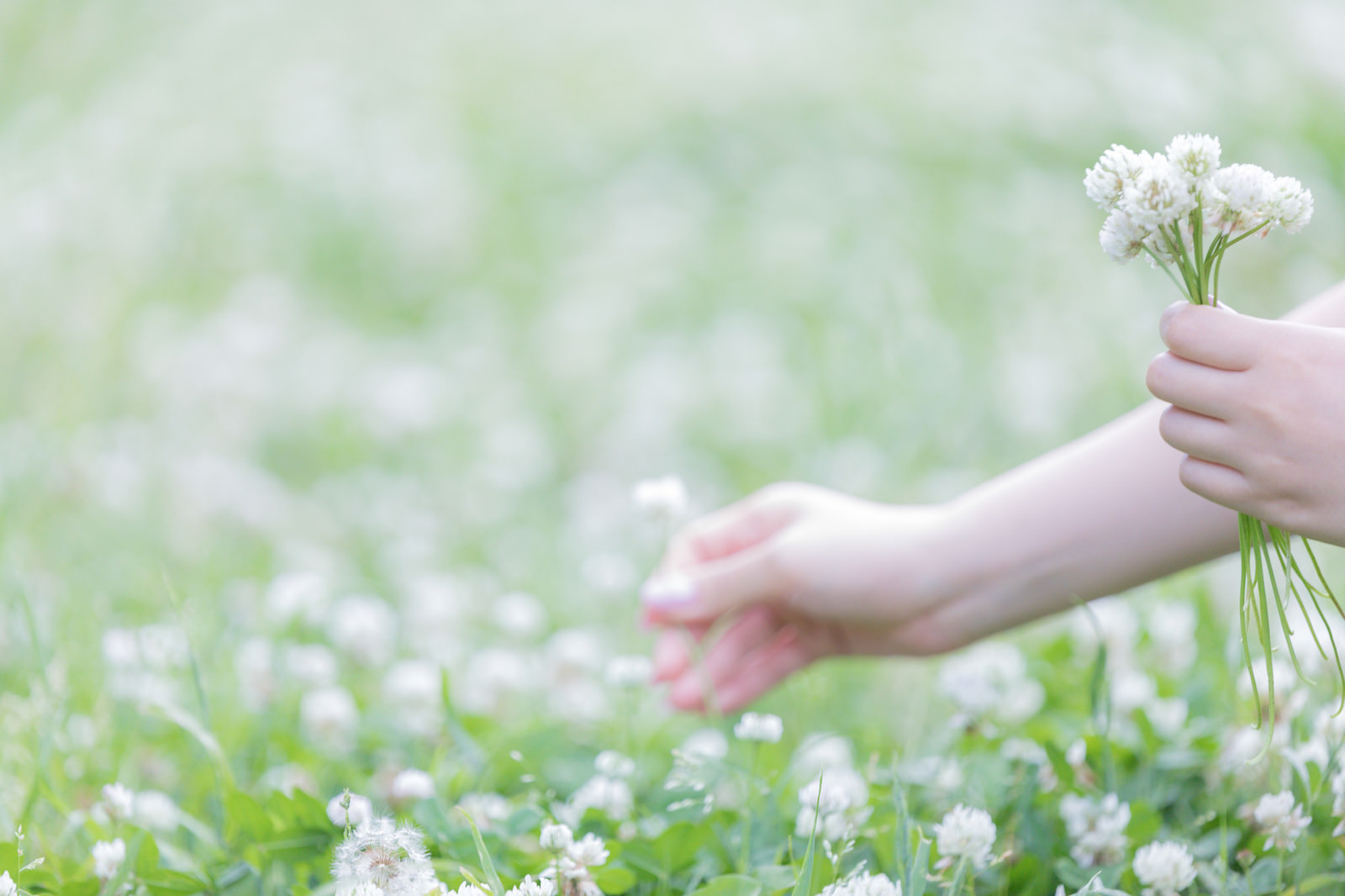 お花摘みの写真素材 ぱくたそ