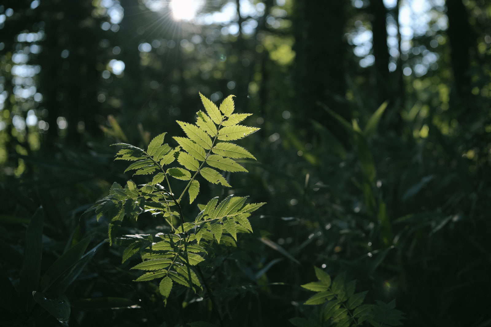 「利尻山1合目付近、朝の木漏れ日に透ける葉 | フリー素材のぱくたそ」の写真