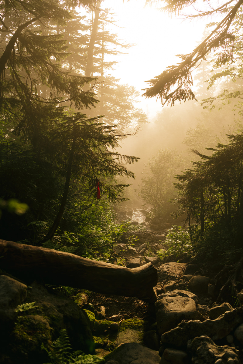 「霧に包まれる薬師岳登山道 | フリー素材のぱくたそ」の写真