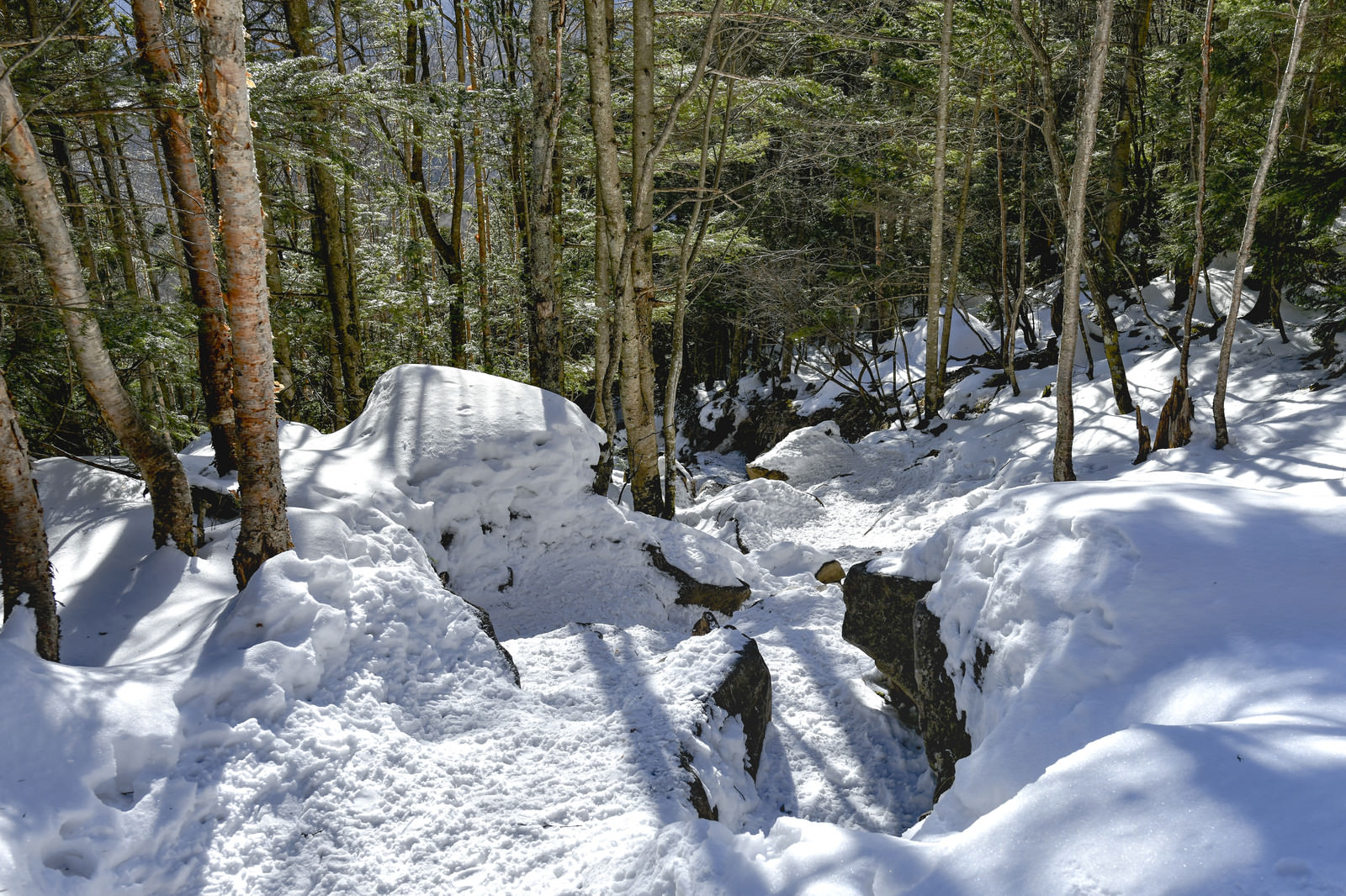 「踏み固められた蓼科山の登山道 | フリー素材のぱくたそ」の写真