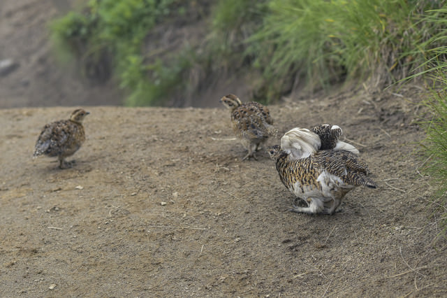鷲羽岳にいた雛を見守るライチョウの親鳥の写真を無料ダウンロード フリー素材 ぱくたそ 鷲羽岳にいた雛を見守るライチョウの親鳥の写真を無料ダウンロード フリー素材 ぱくたそ