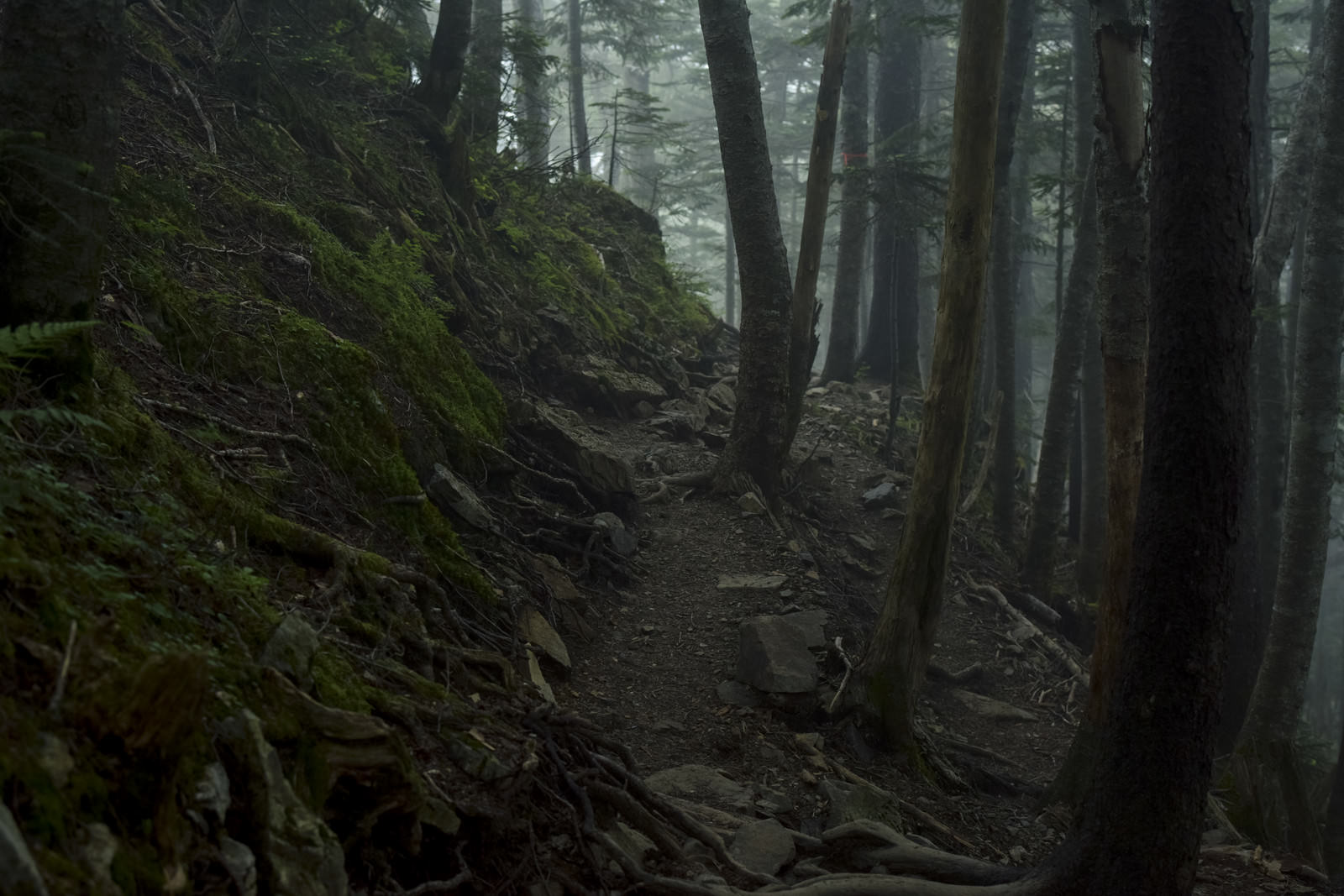 「雲が広がる登山道（仙丈ヶ岳） | フリー素材のぱくたそ」の写真