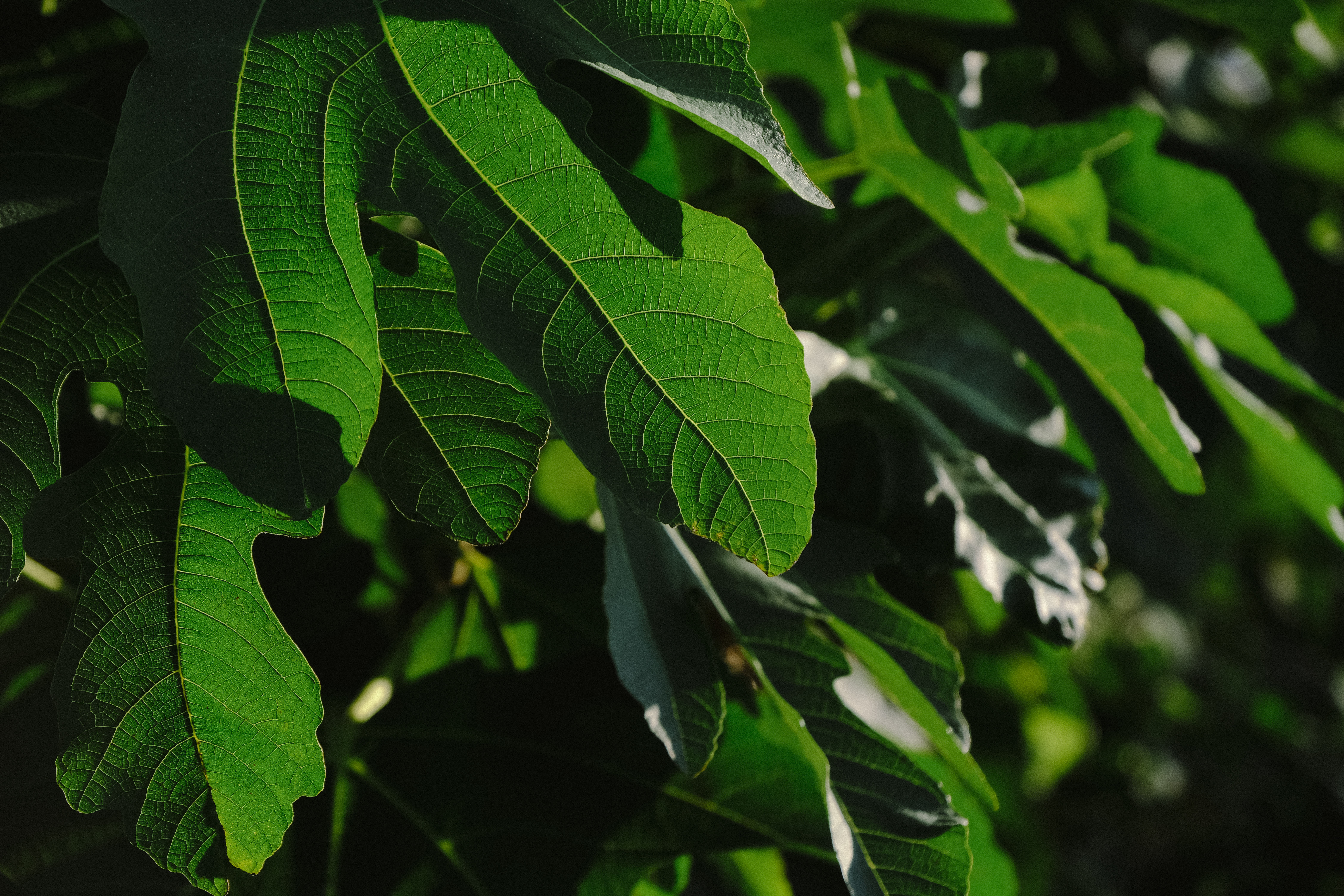 裏側から葉脈がはっきりと見える葉の無料の写真素材 フリー素材 をダウンロード ぱくたそ