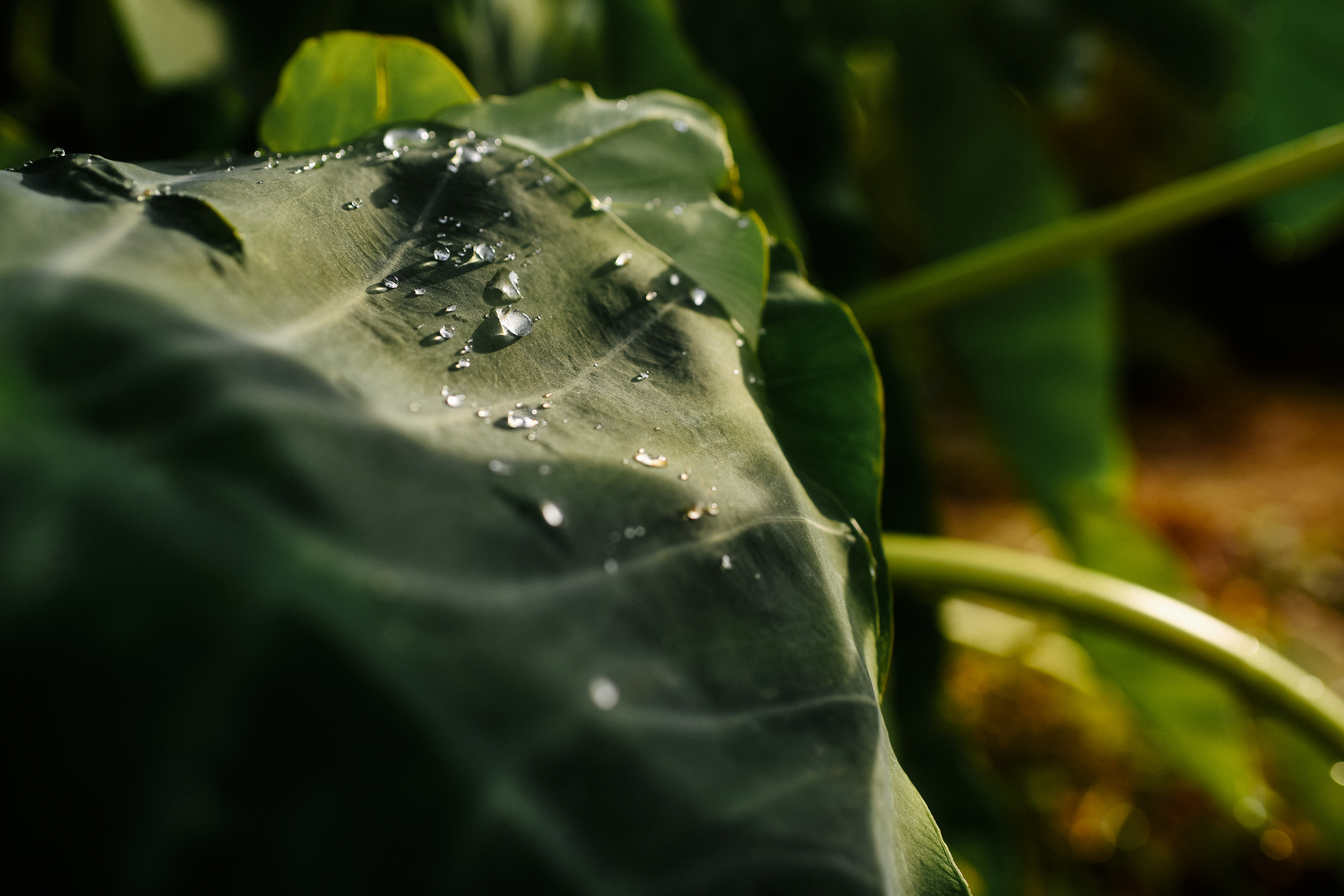 里芋の葉の上で輝く水滴の無料の写真素材 フリー素材 をダウンロード ぱくたそ