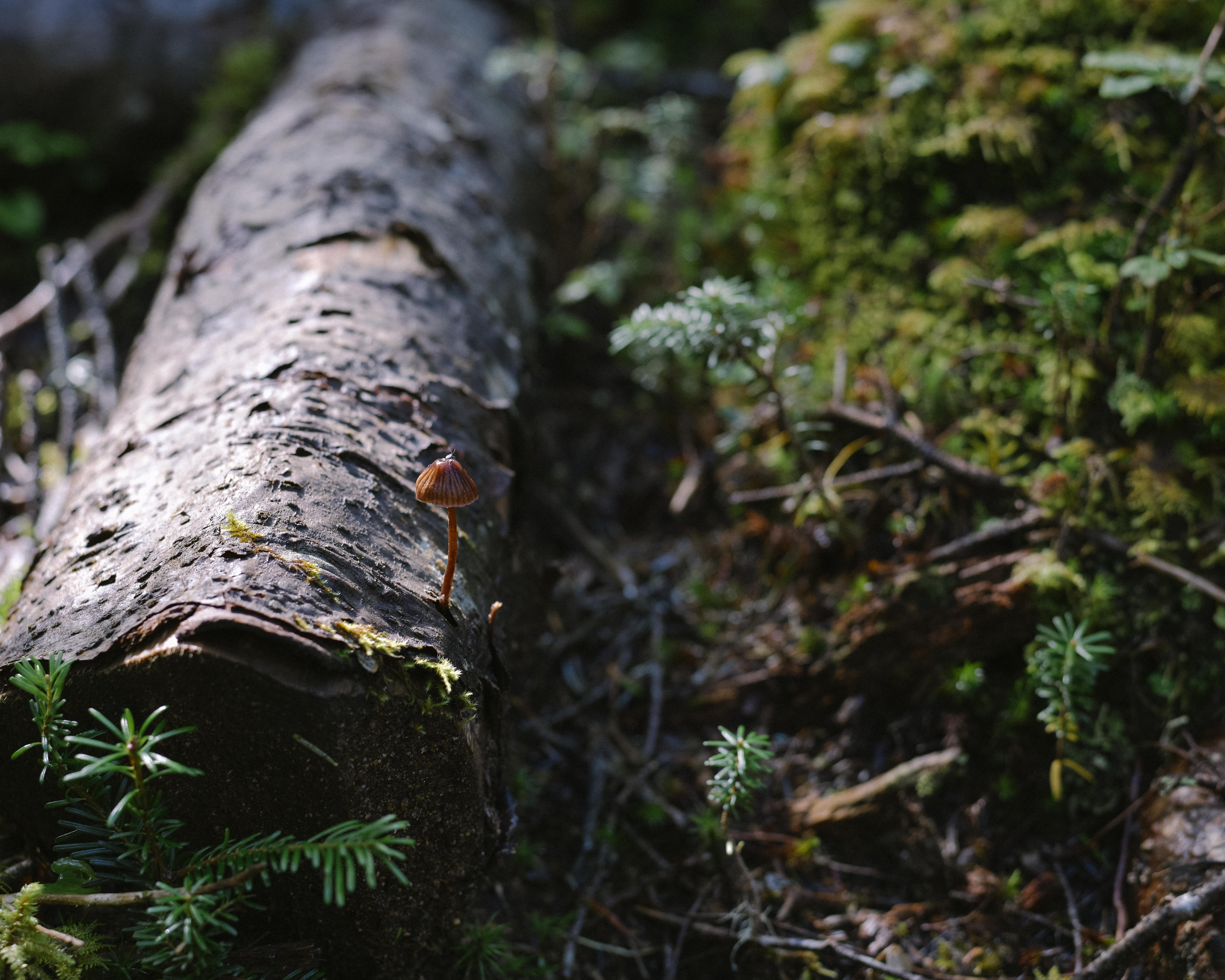 伐採された木に生える小さなキノコの写真素材 ぱくたそ
