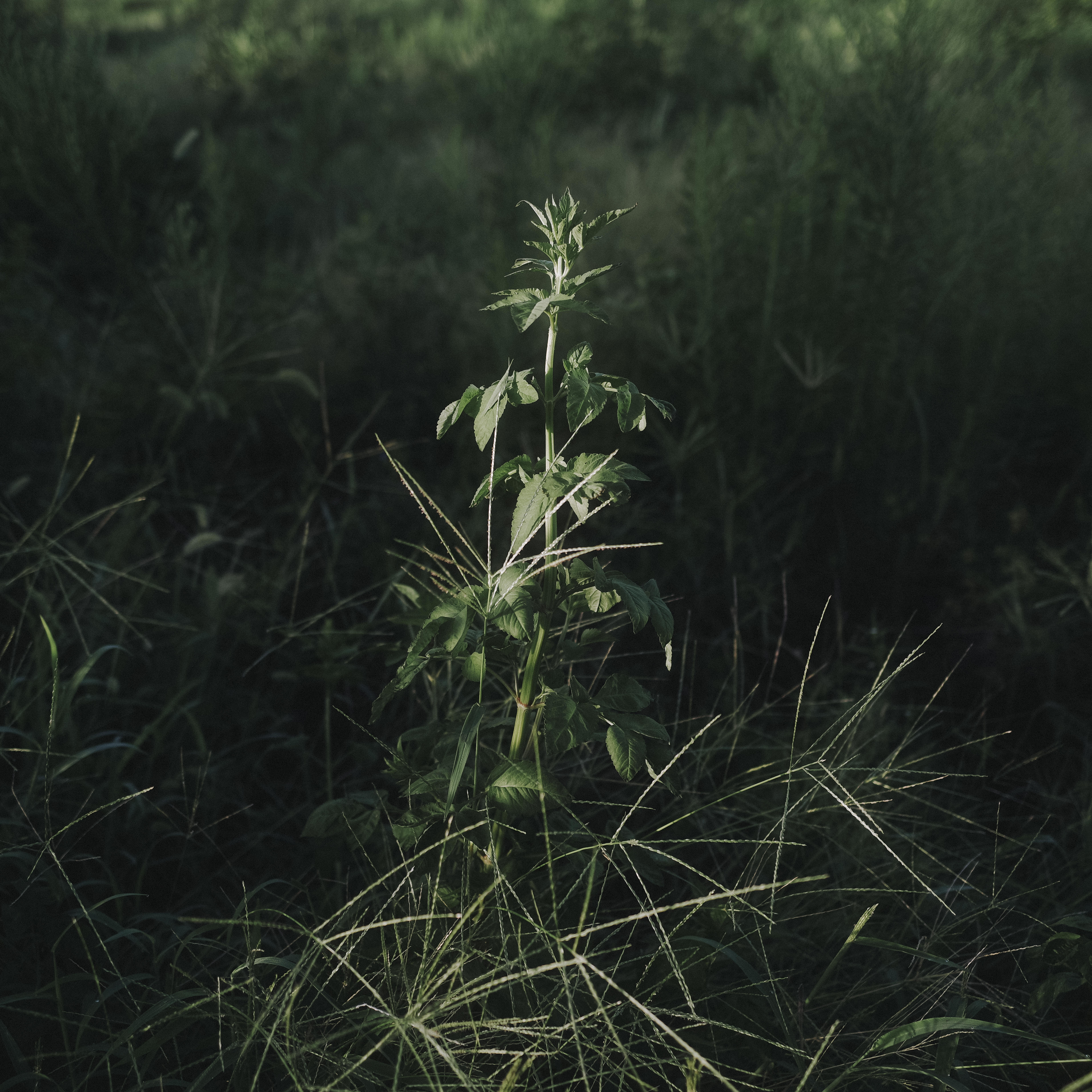影の中に浮かび上がる植物図鑑のような草の写真を無料ダウンロード フリー素材 ぱくたそ