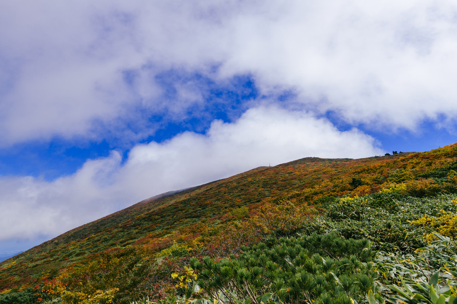 「斜面が錦に染まる紅葉が気持ちいい山の景色（栗駒山）」の写真