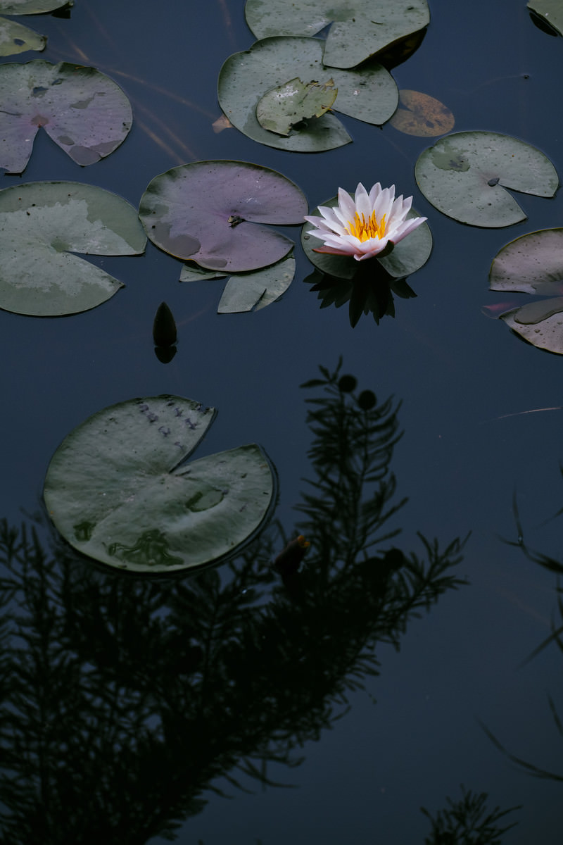 「湖面に浮かぶ小さな蓮の花」の写真