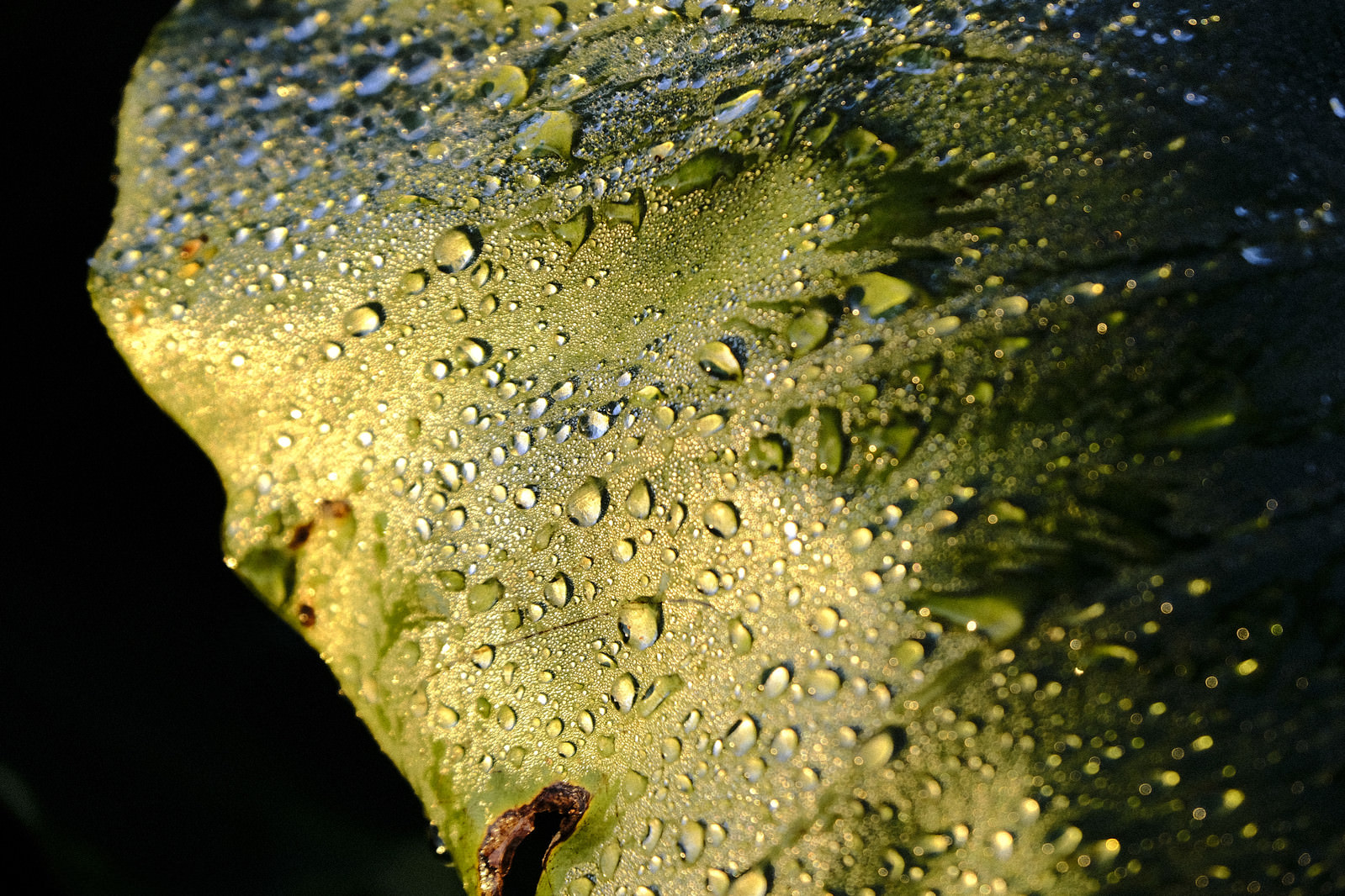 硬い表情の水滴の写真 画像 を無料ダウンロード フリー素材のぱくたそ 硬い表情の水滴の写真 画像 を無料ダウンロード フリー素材のぱくたそ