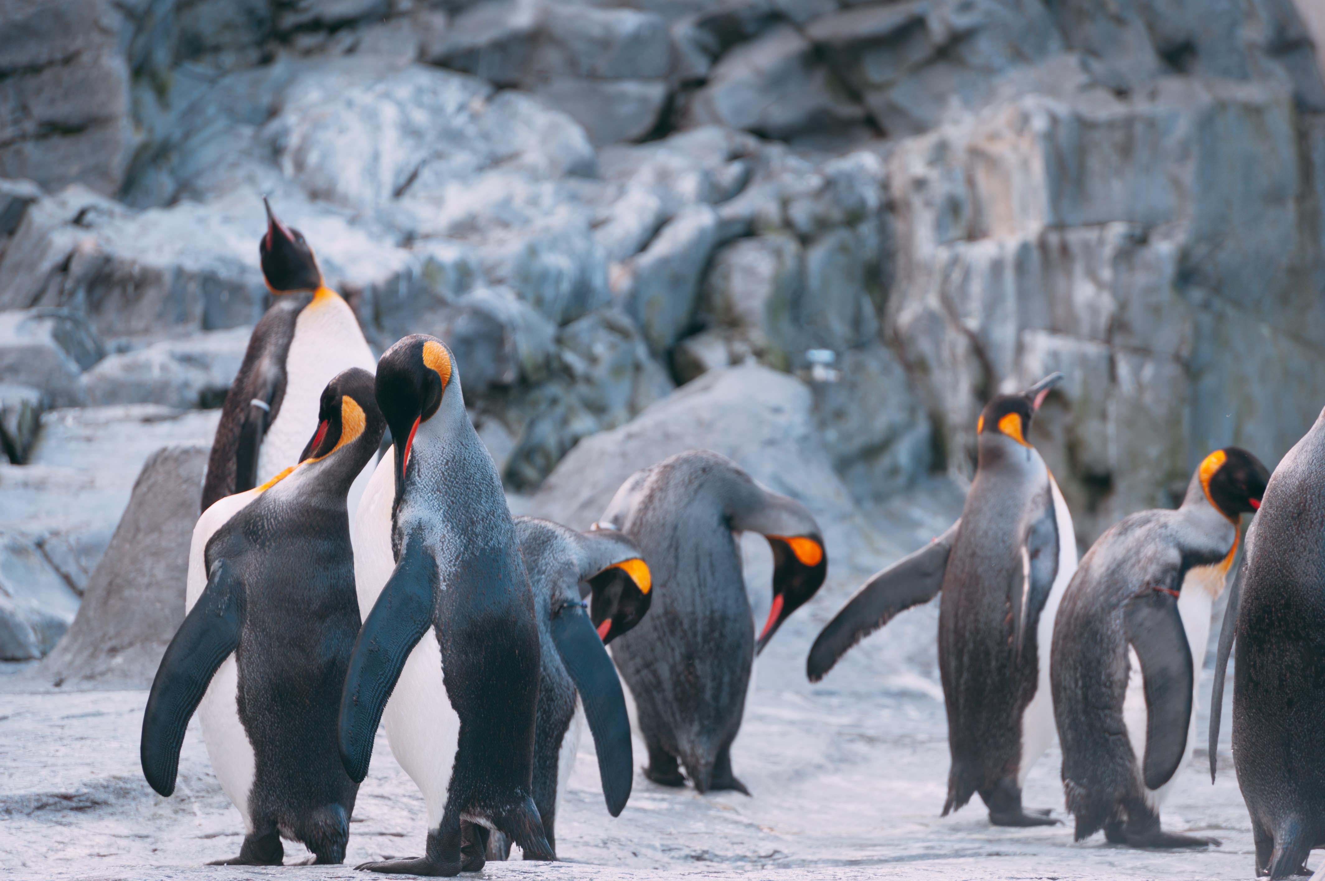 ペンギンの群れの写真素材 ぱくたそ