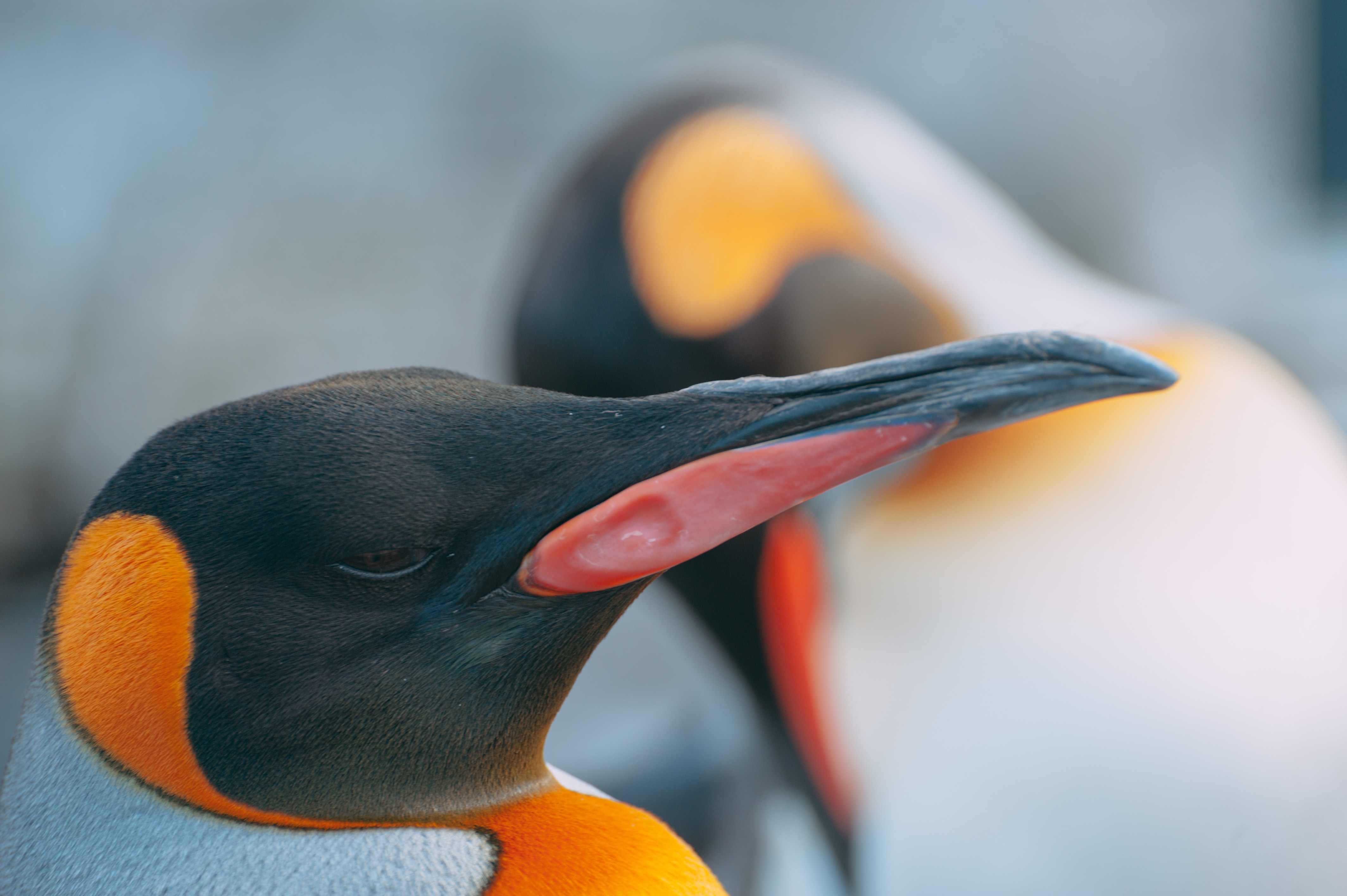 ペンギンのくちばしの写真素材 ぱくたそ