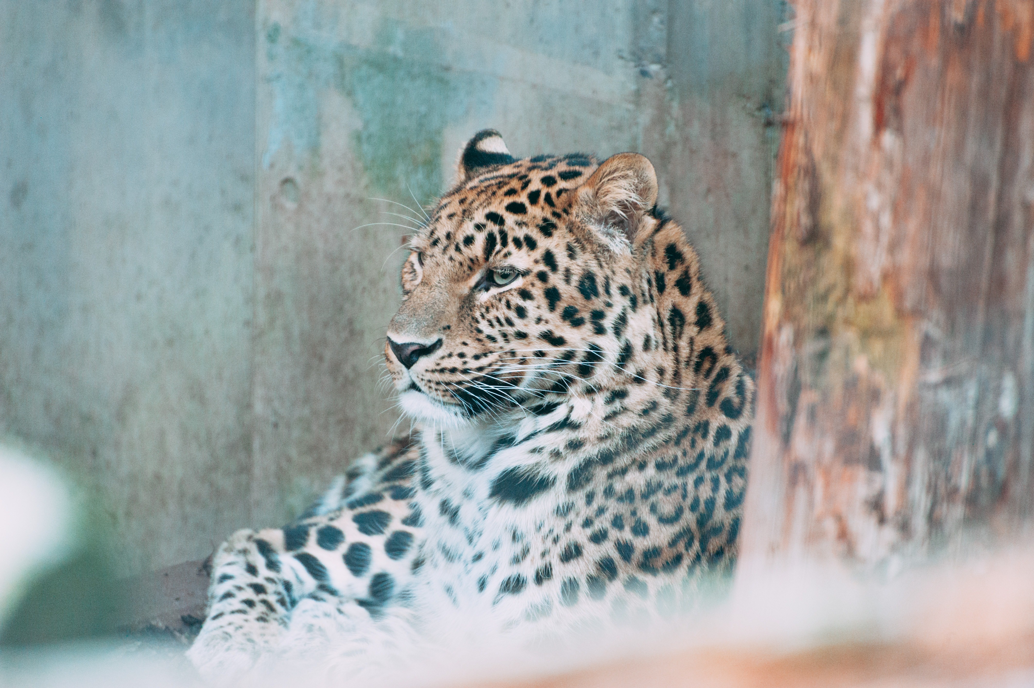 動物園のヒョウの写真素材 ぱくたそ