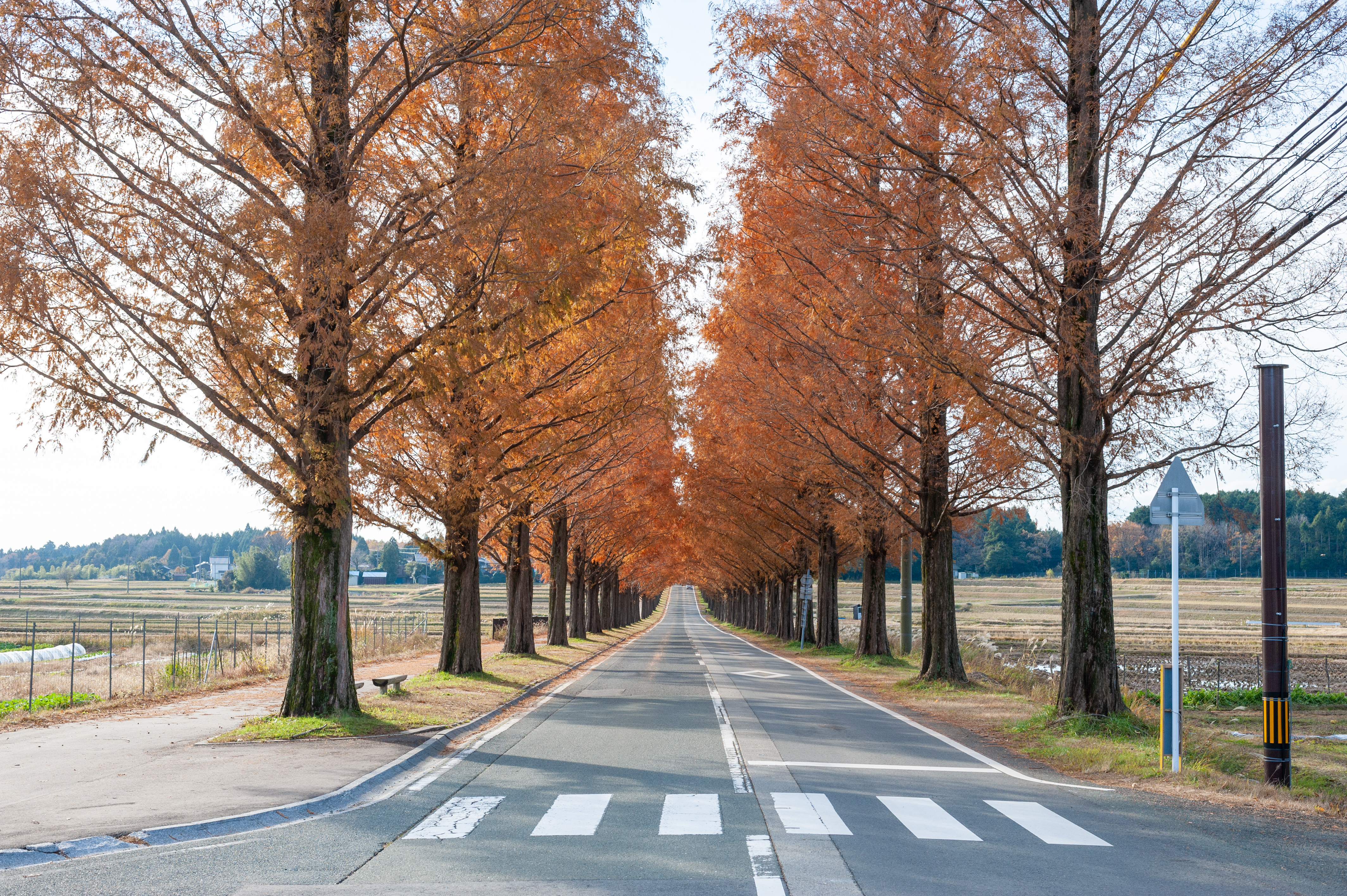 紅葉したメタセコイア並木と横断歩道の写真素材 ぱくたそ