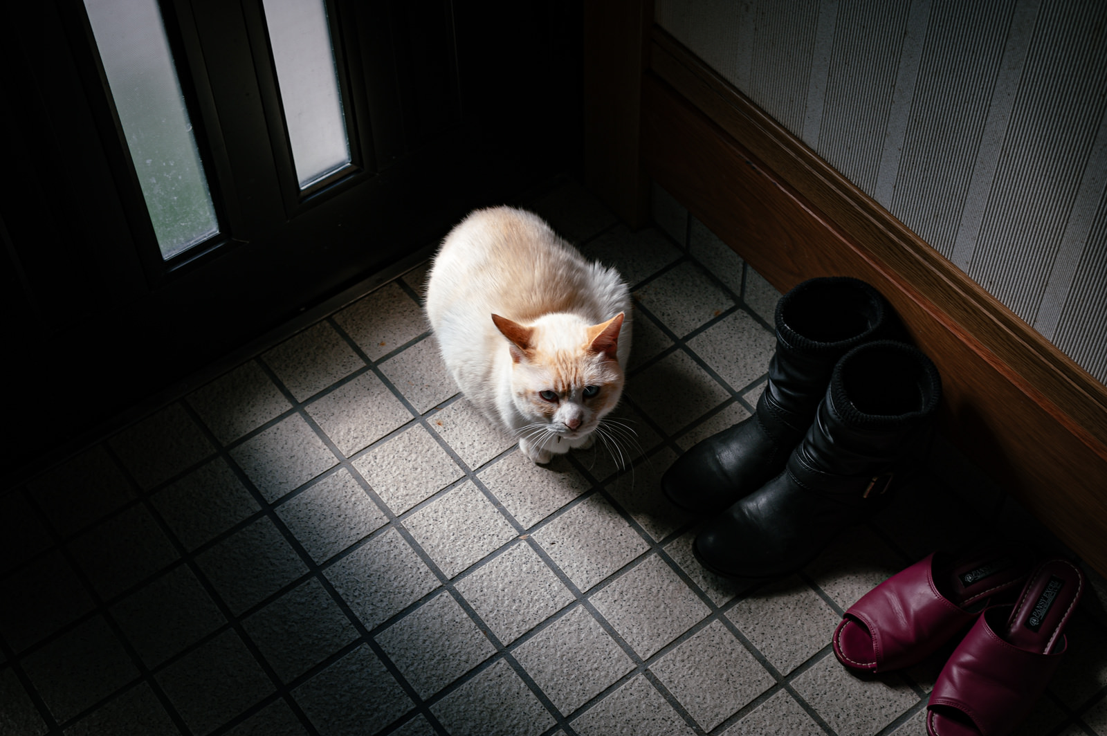 「玄関で蹲る白い猫 | フリー素材のぱくたそ」の写真
