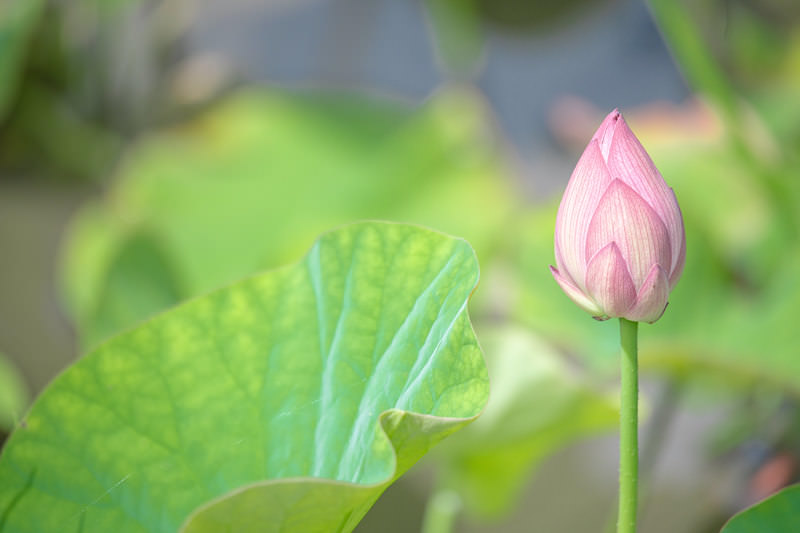ハスの蕾 淡い緑色とピンク色 ハスの蕾 淡い緑色とピンク色 楽天市場】（ビオトープ）蓮 ハス