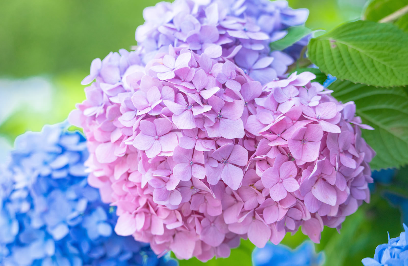 「複数の色を持つ紫陽花の花」の写真