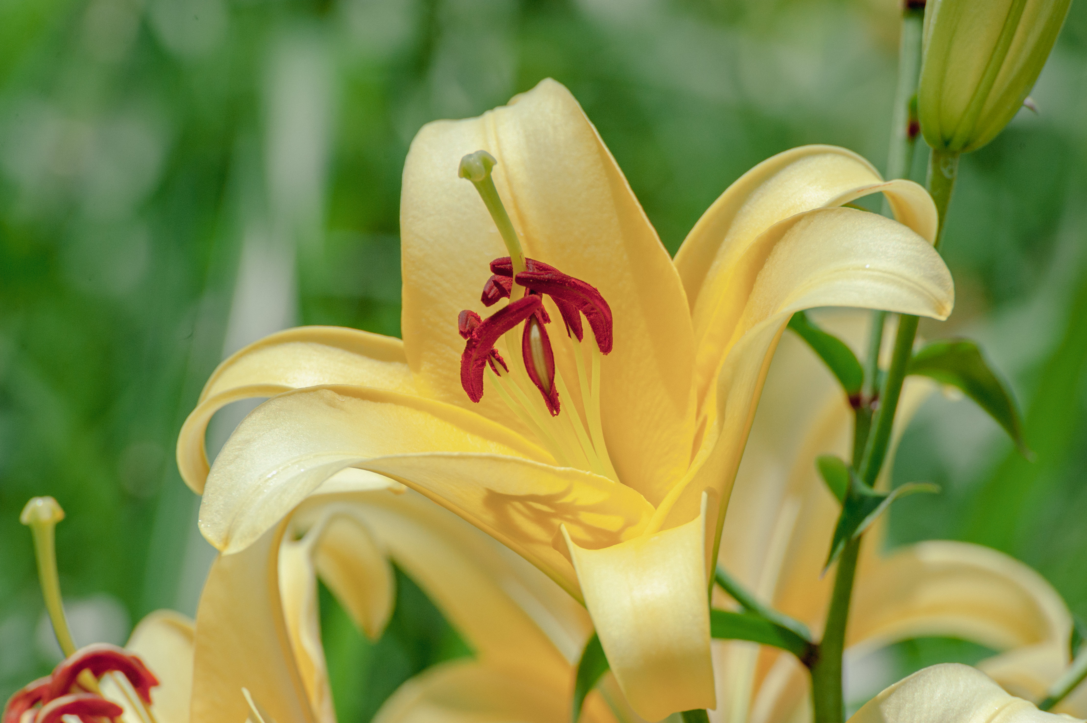 百合の花の写真素材 ぱくたそ