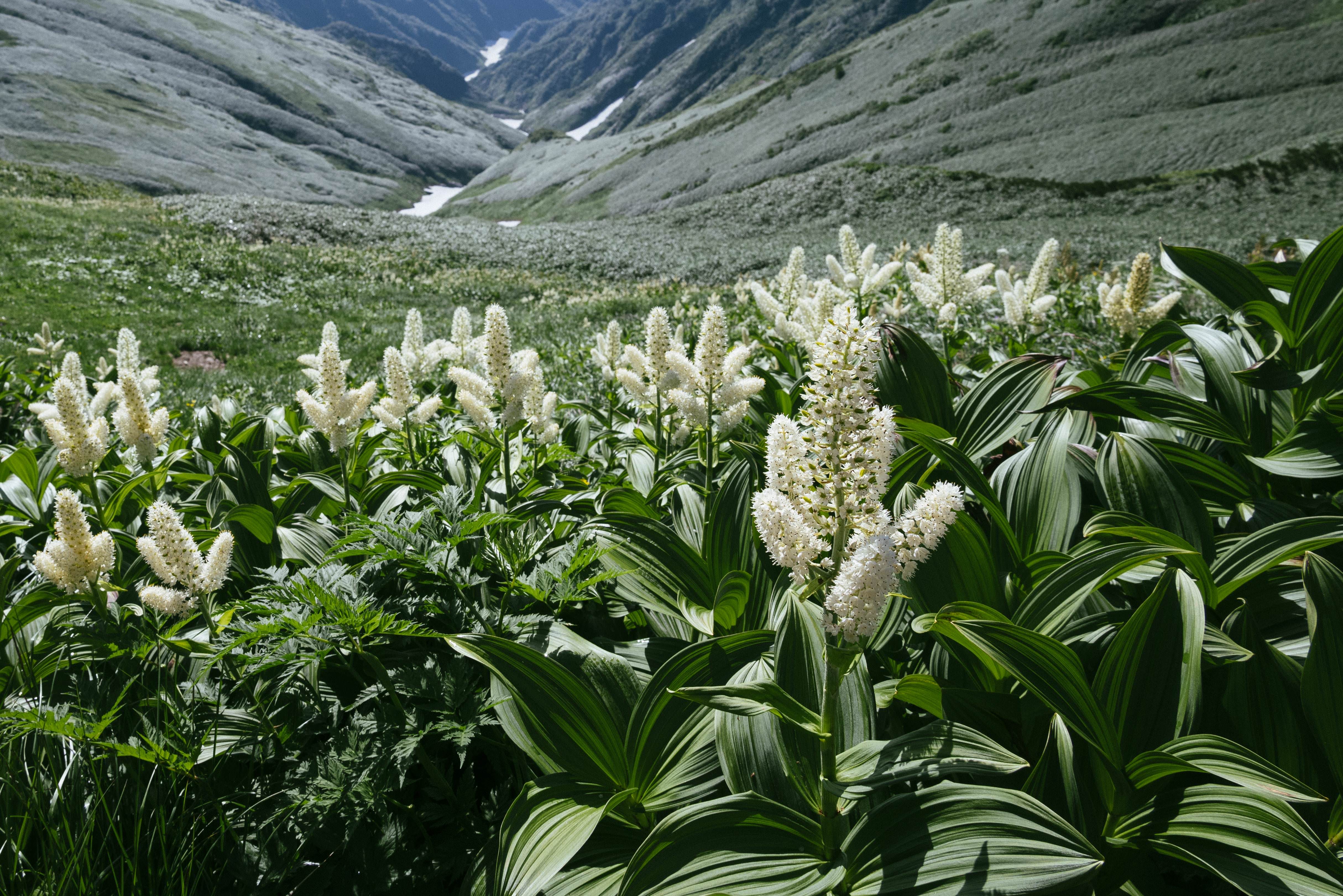 大日岳山腹のコバイケイソウの写真素材 ぱくたそ