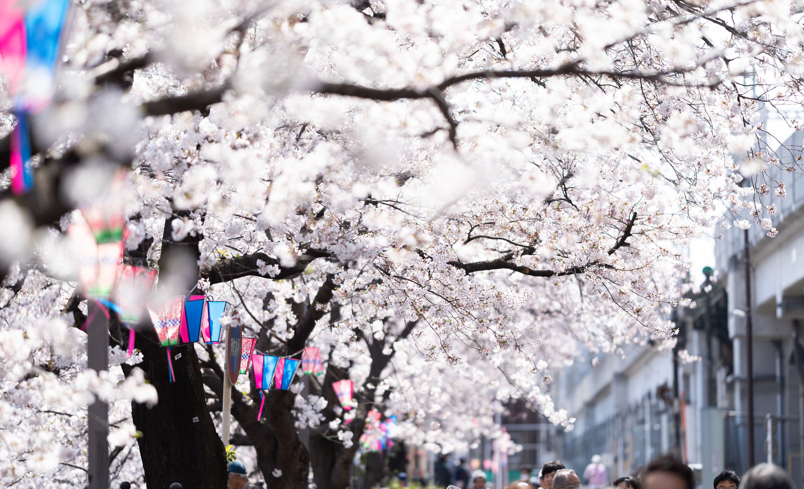 「満開の桜並木（大岡川桜まつり） | フリー素材のぱくたそ」の写真