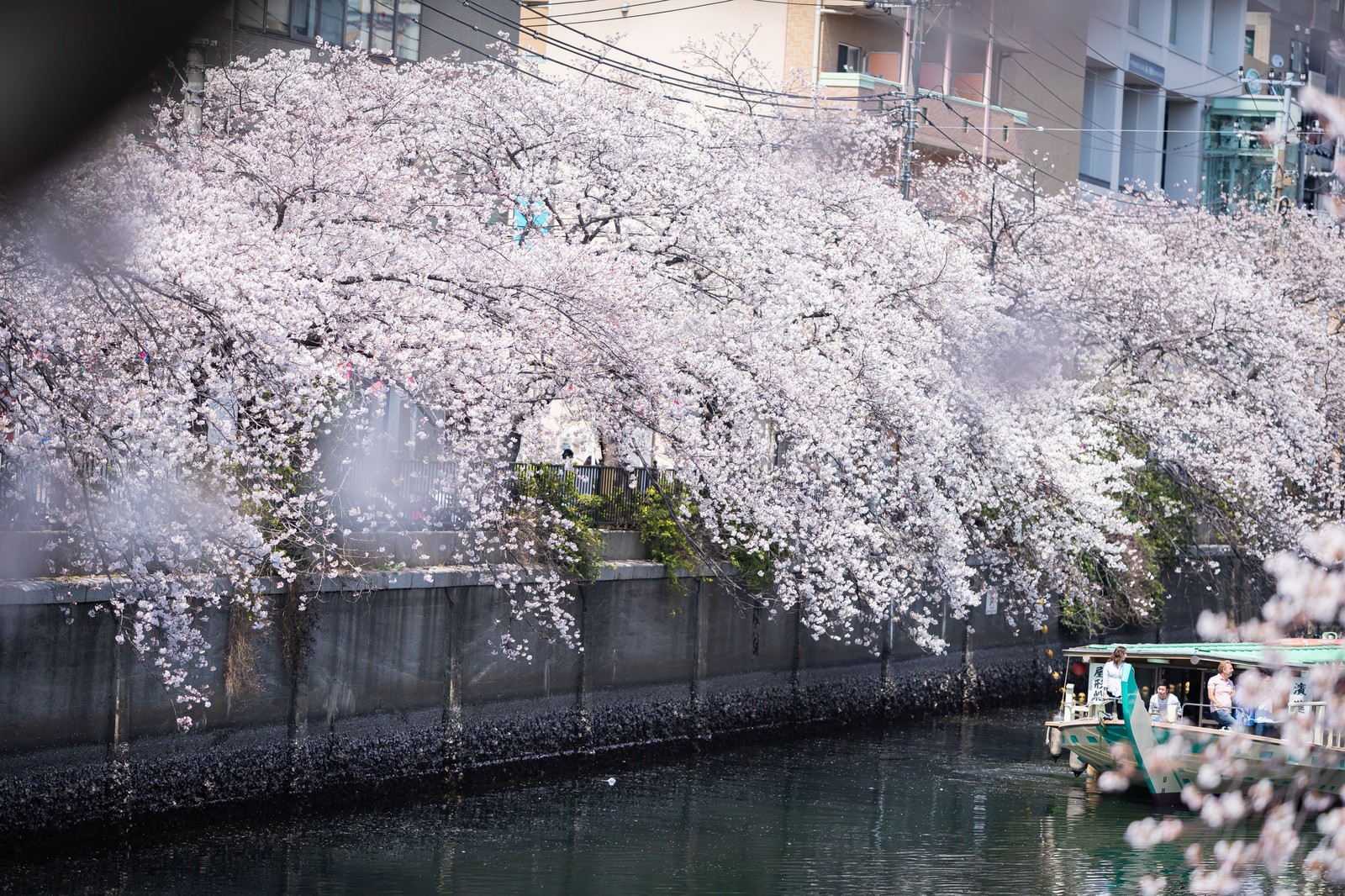 大岡川沿いの満開の桜と花見クルーズ中の屋形船 神奈川県 の写真を無料ダウンロード フリー素材 ぱくたそ