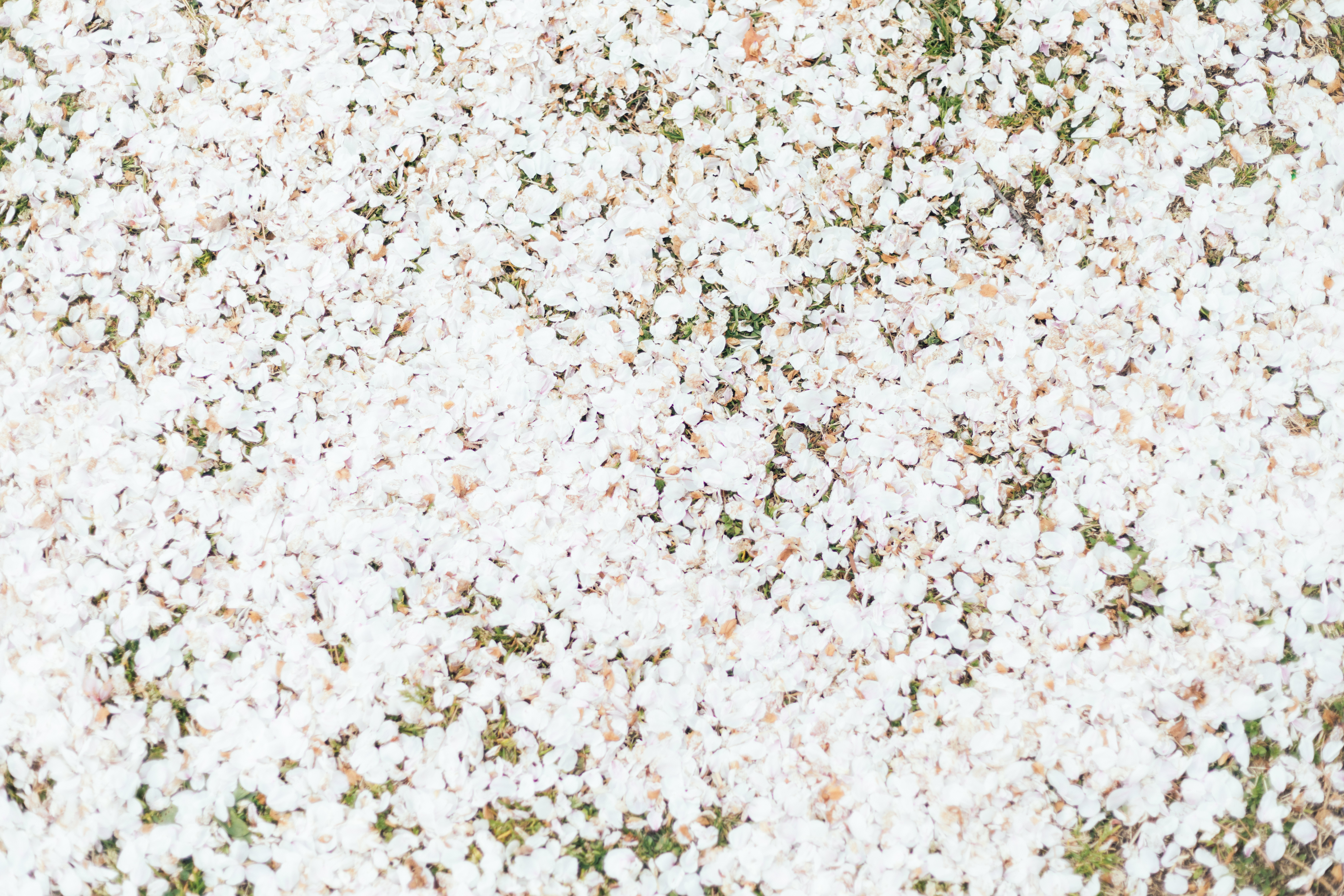 散り行く桜の絨毯の写真素材 ぱくたそ