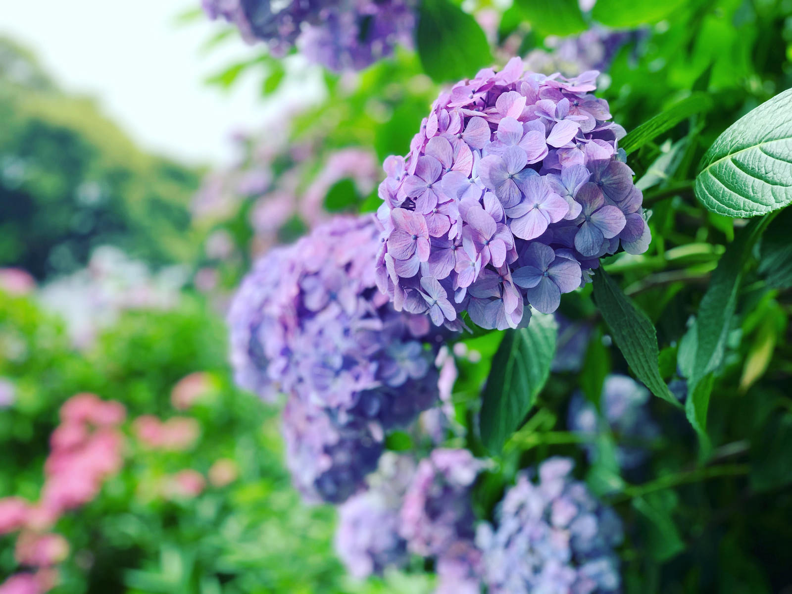 梅雨を知らせる紫陽花の写真を無料ダウンロード フリー素材 ぱくたそ 梅雨を知らせる紫陽花の写真を無料ダウンロード フリー素材 ぱくたそ