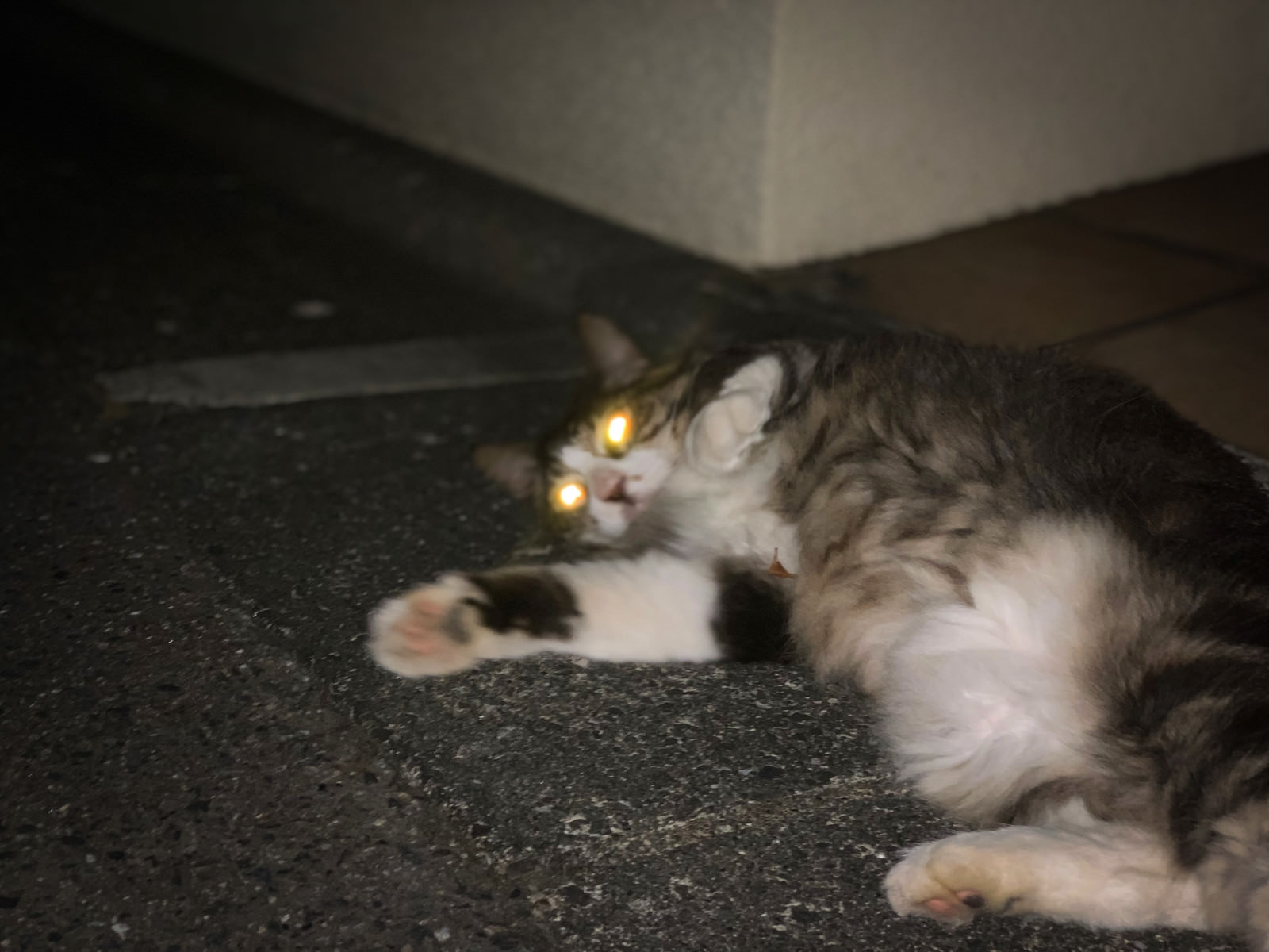 「夜に目が光る猫 | フリー素材のぱくたそ」の写真