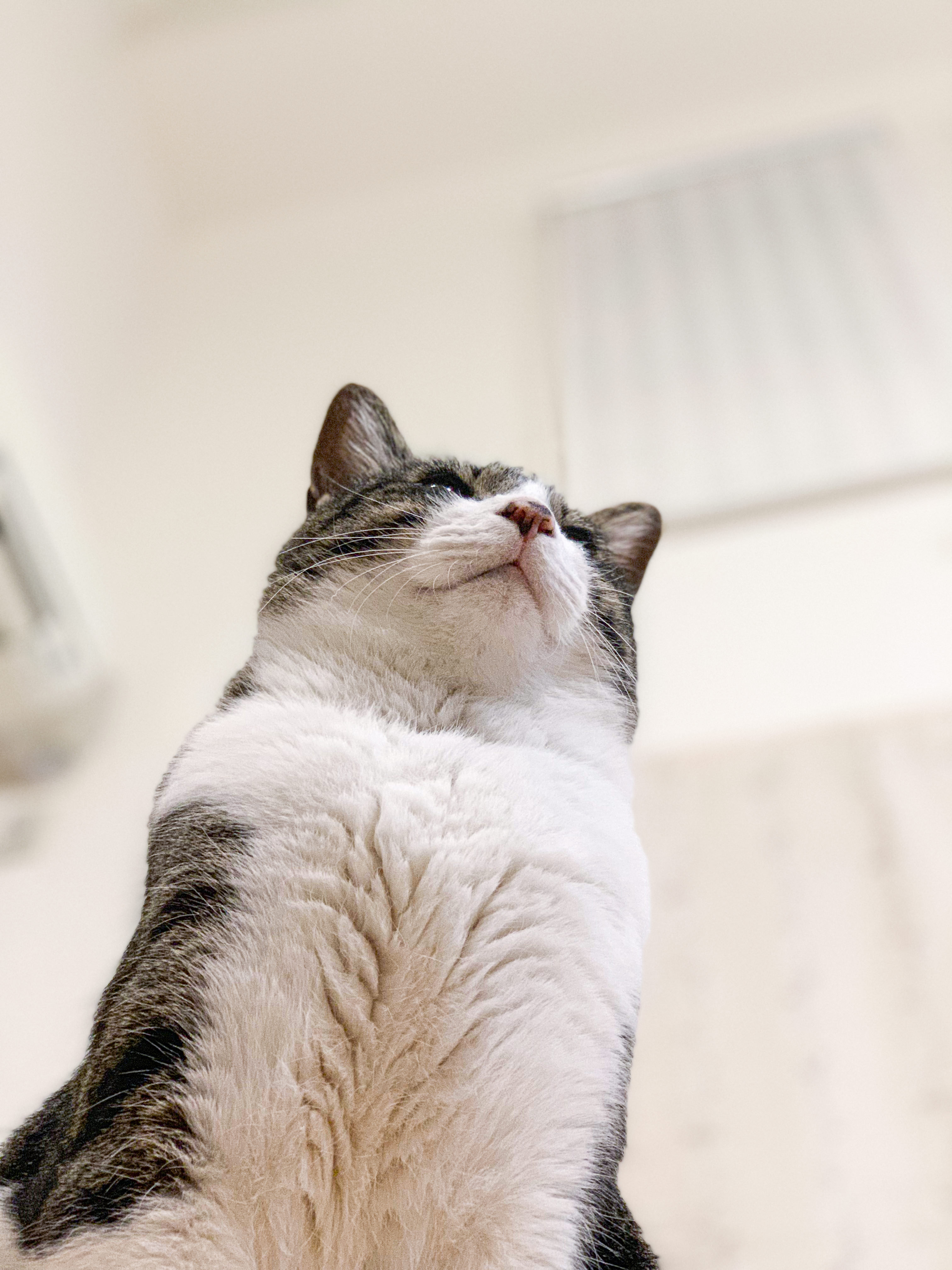 もふもふな猫の写真を無料ダウンロード フリー素材 ぱくたそ