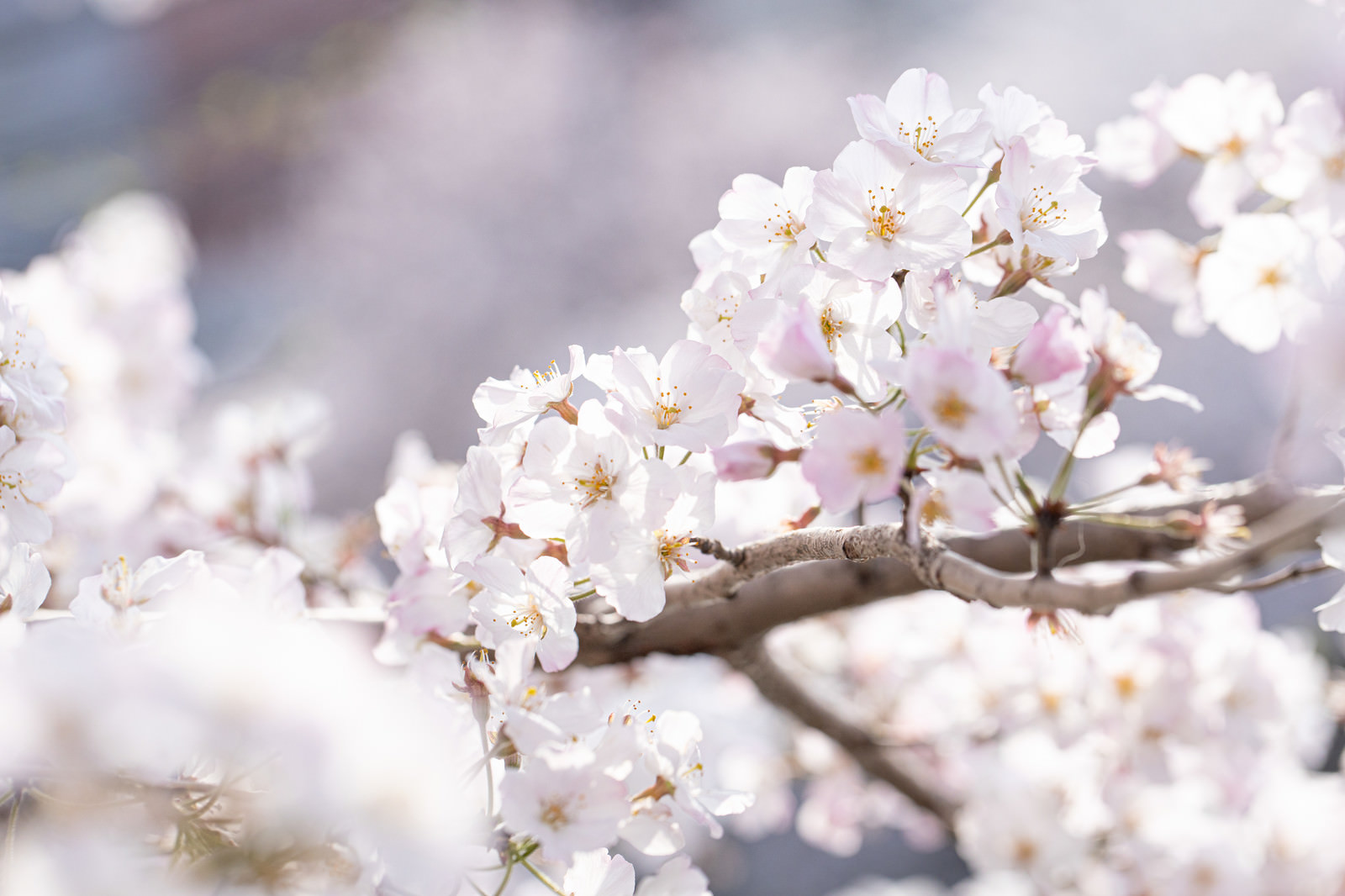 桜の枝の写真素材 ぱくたそ