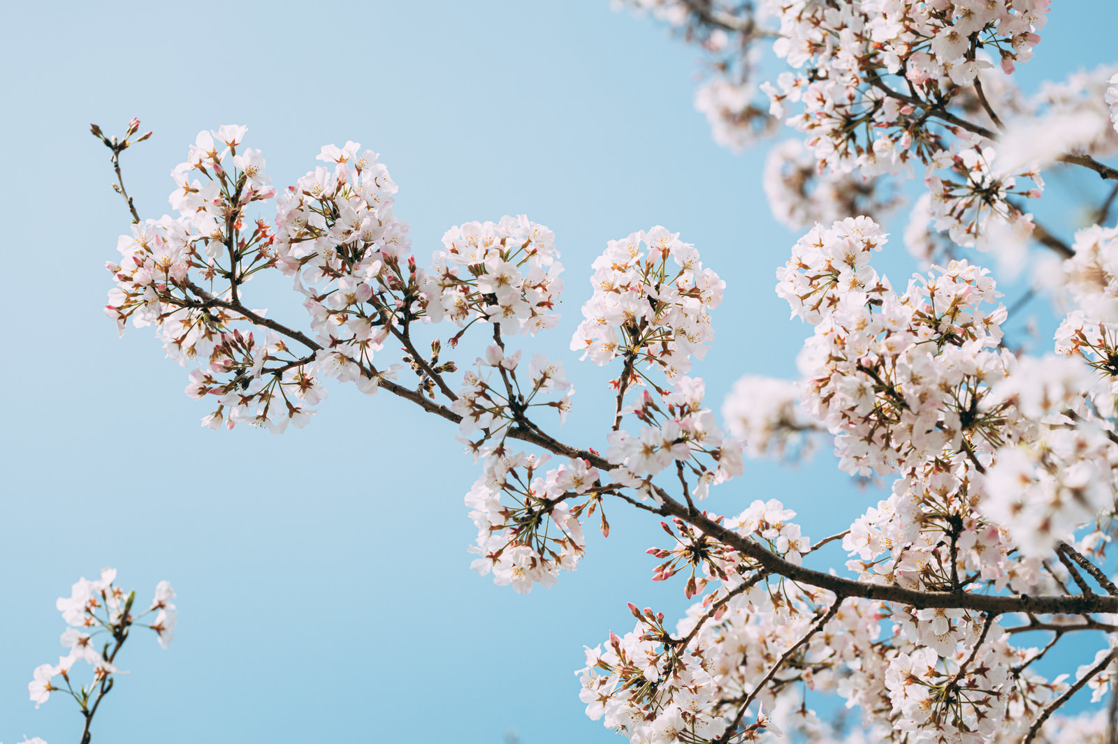 「桜満開の季節 | フリー素材のぱくたそ」の写真