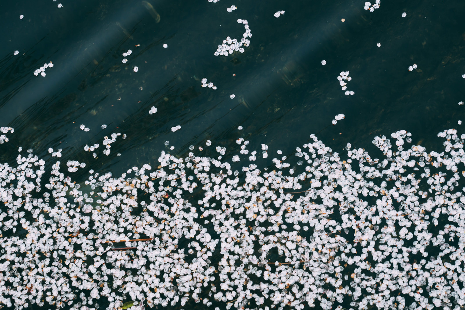 水面に浮かぶ桜の花びらのフリー素材