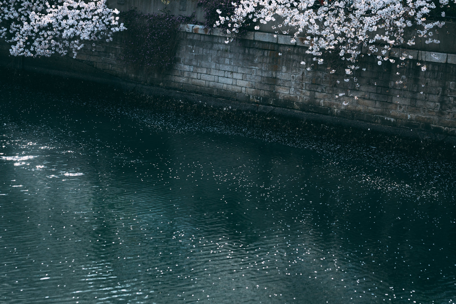 「河川の桜」の写真