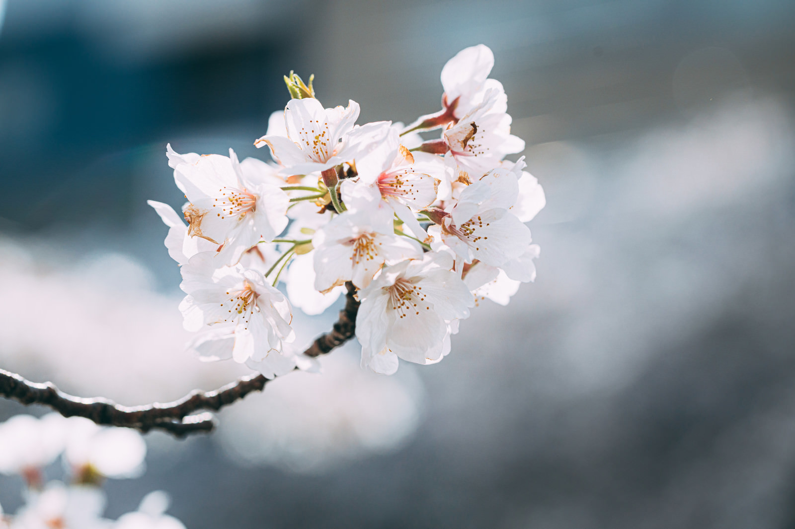 花咲く桜（さくら）のフリー素材