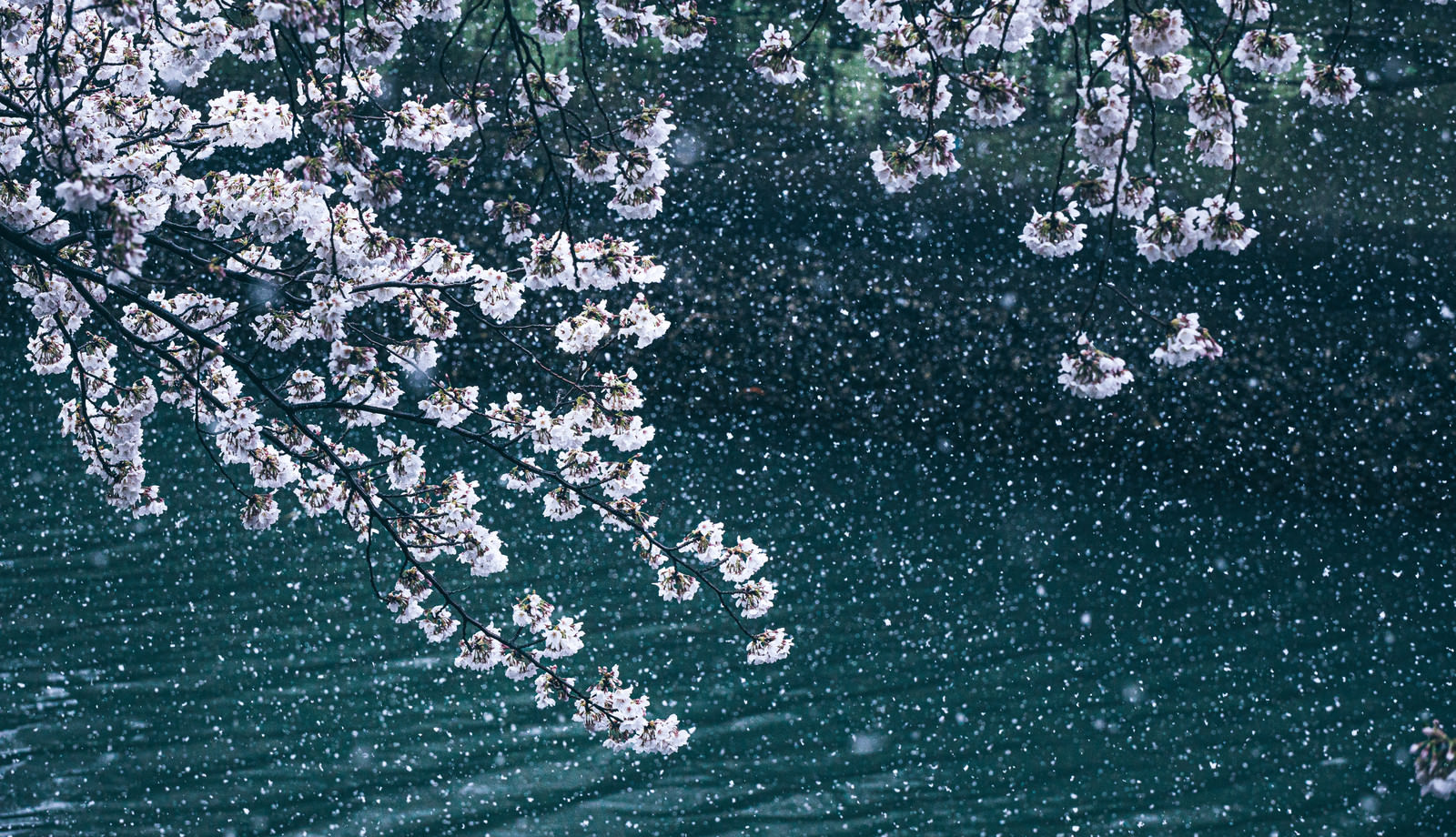 満開に咲く桜と降雪が桜吹雪のようの写真 フリー素材は ぱくたそ 写真を無料ダウンロード