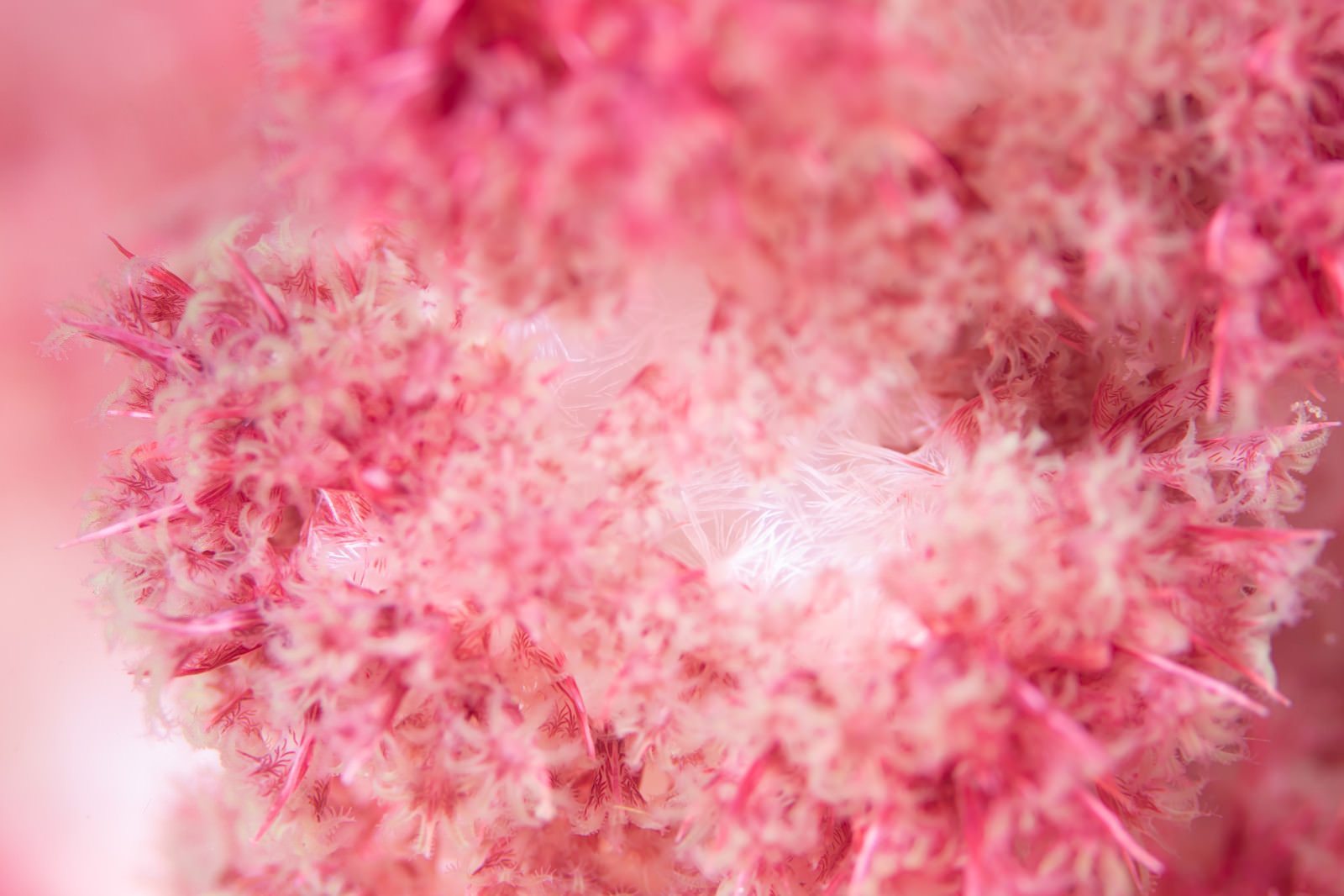 海中に咲く花のようなソフトコーラルの写真素材 ぱくたそ