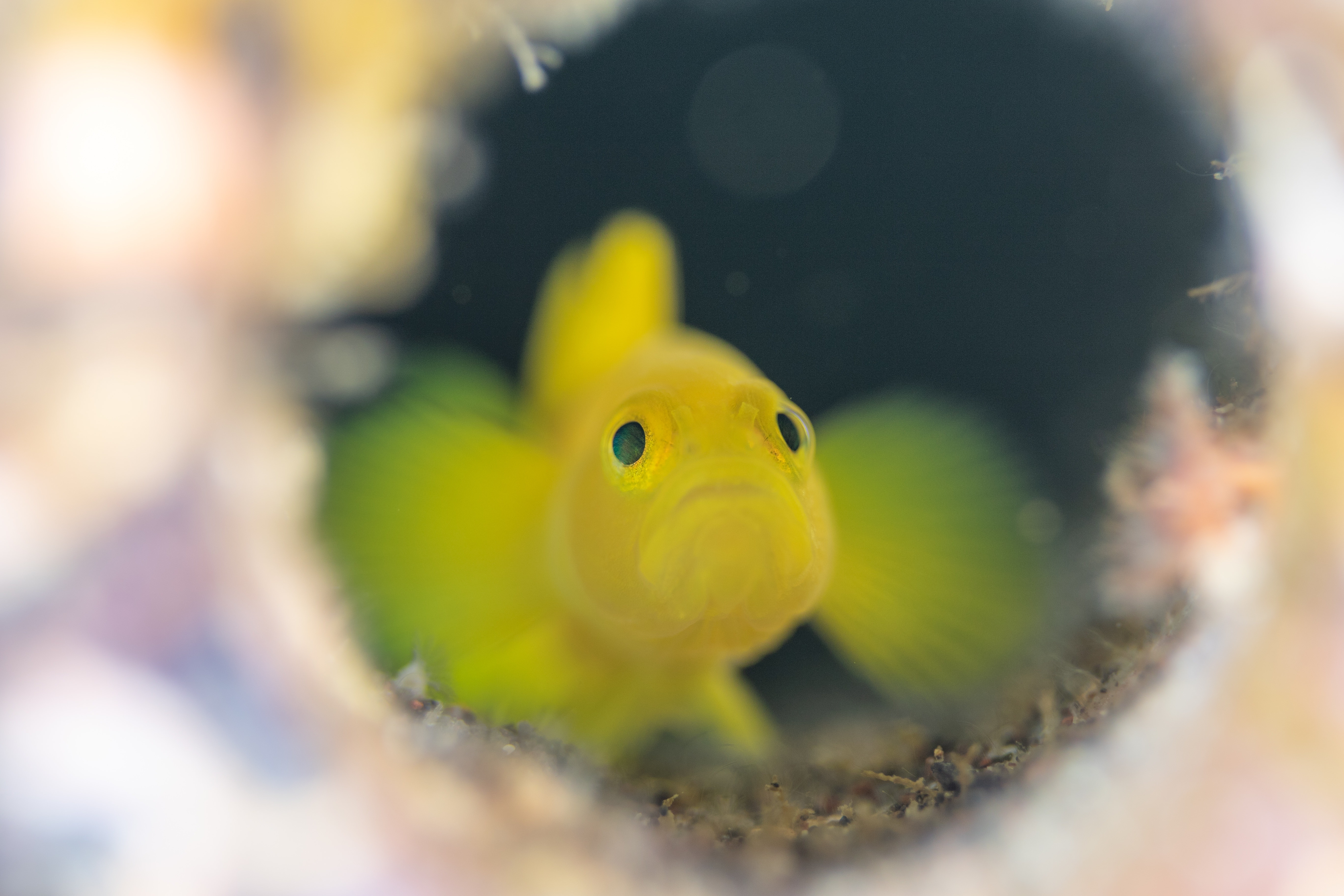 暗がりから不安な様子のミジンベニハゼ（ハゼ科）のフリー素材 