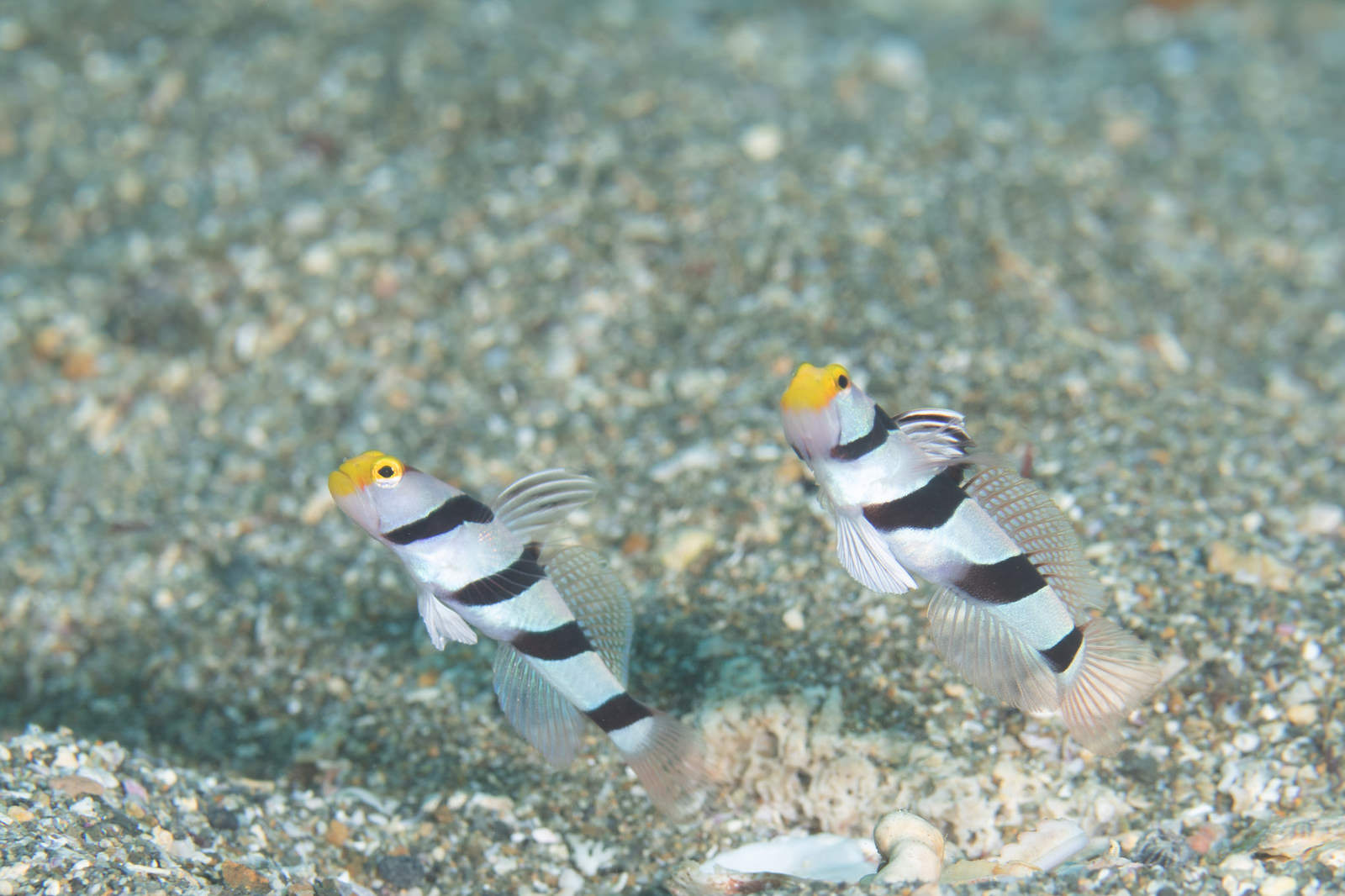 ã€Œãƒ›ãƒãƒªãƒ³ã‚°ã™ã‚‹ãƒã‚¸ãƒªãƒ³ãƒœã‚¦ï¼ˆãƒã‚¼ç§‘ï¼‰ã€ã®å†™çœŸ