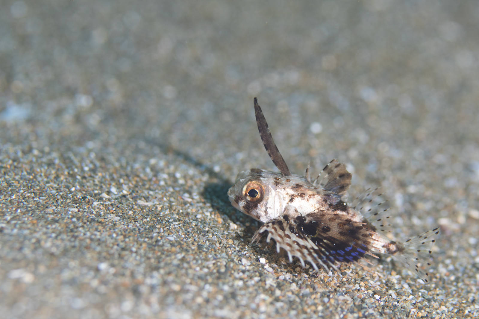 「セミホウボウの幼魚（カサゴ目） | フリー素材のぱくたそ」の写真