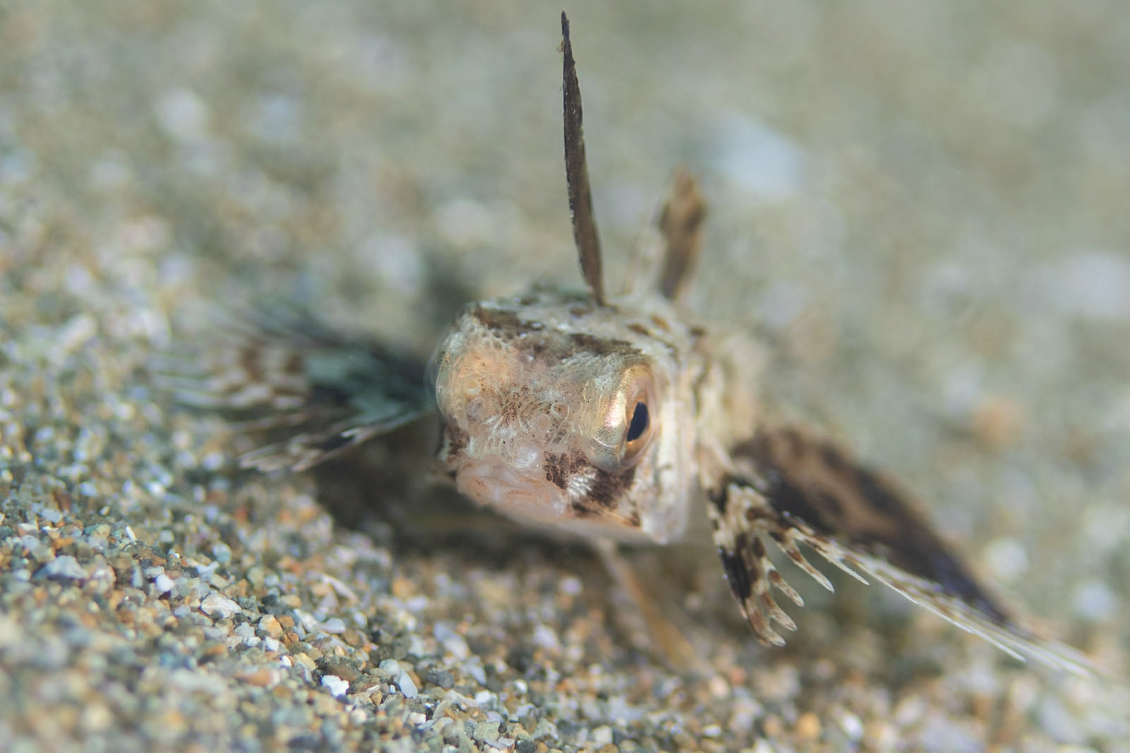 近づき過ぎたセミホウボウの稚魚 カサゴ目 の写真 画像 フリー素材 ぱくたそ