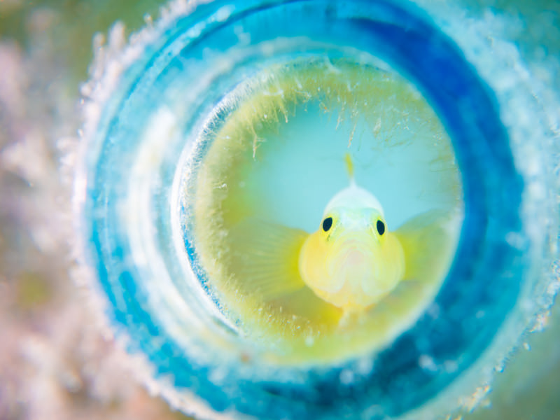 ふっくらほっぺのナカモトイロワケハゼ ハゼ科 の写真素材 ぱくたそ