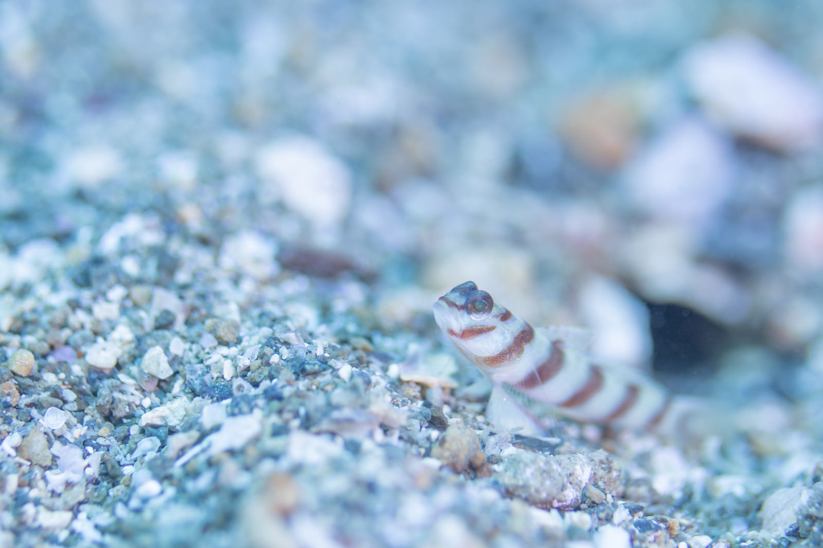 海底の砂利に潜むハチマキダテハゼ ハゼ科 の写真 画像 フリー素材 ぱくたそ