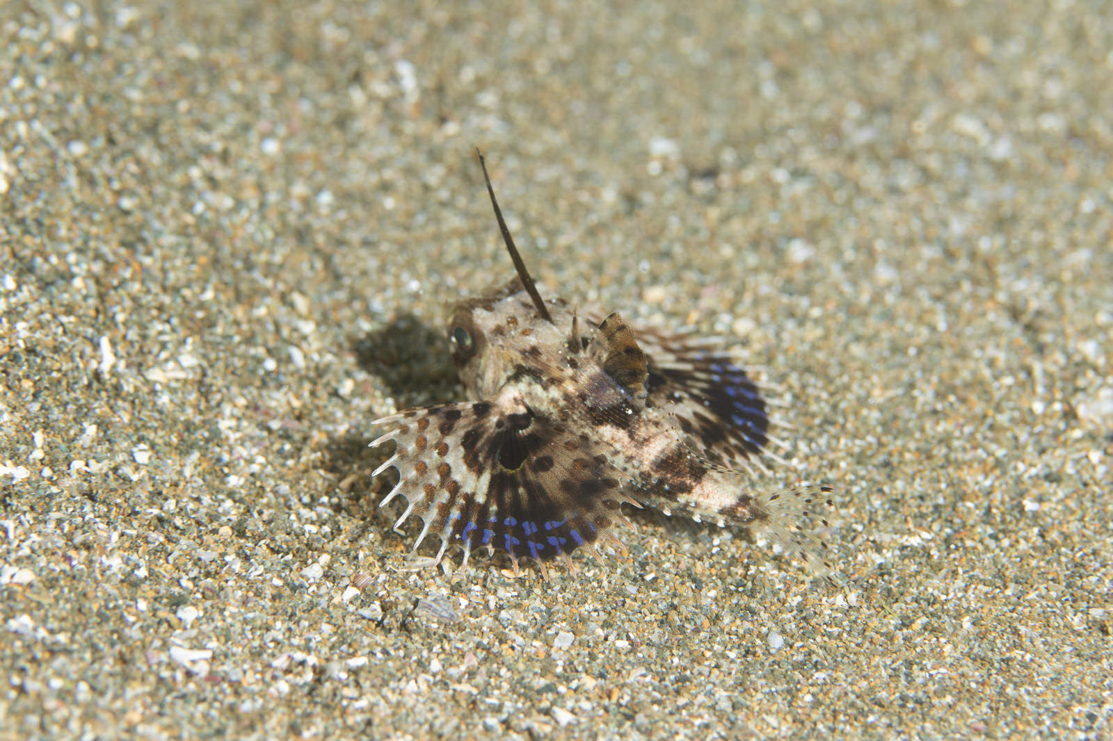 砂地を逃げるセミホウボウの稚魚 カサゴ目 の写真 画像 フリー素材 ぱくたそ