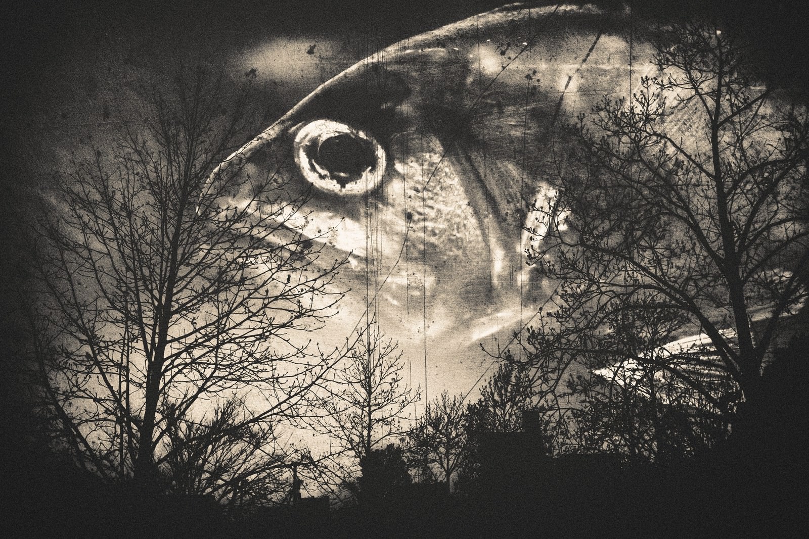 森の番人 フォトモンタージュ の写真素材 ぱくたそ