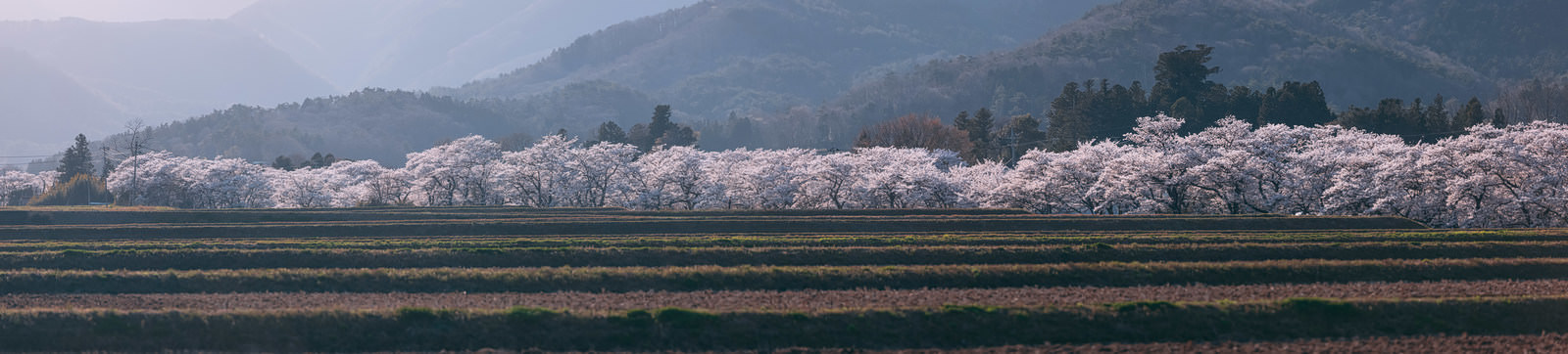 「3kmに渡る長大な笹原川の千本桜 | フリー素材のぱくたそ」の写真