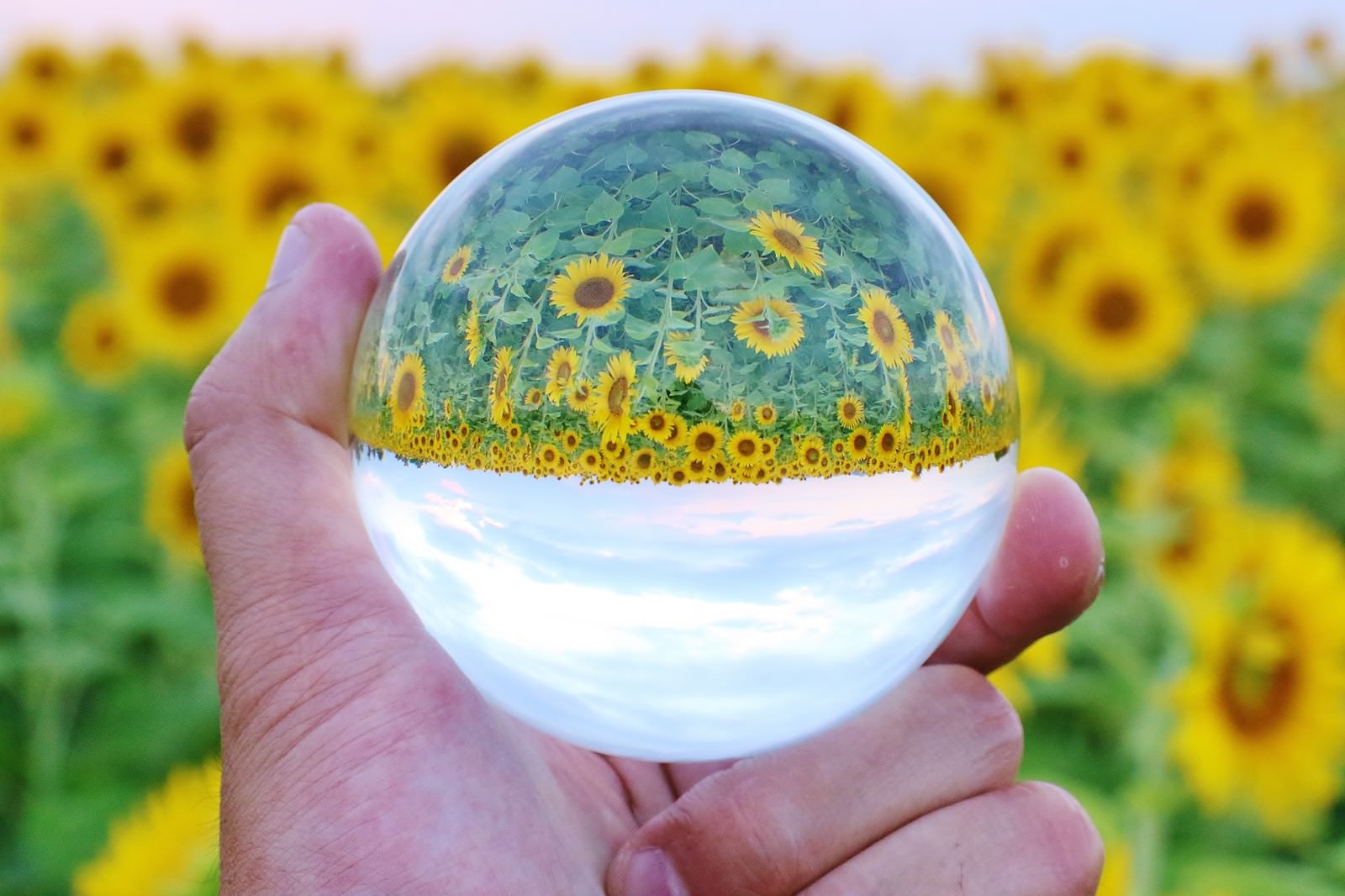 「向日葵畑と水晶玉 | フリー素材のぱくたそ」の写真