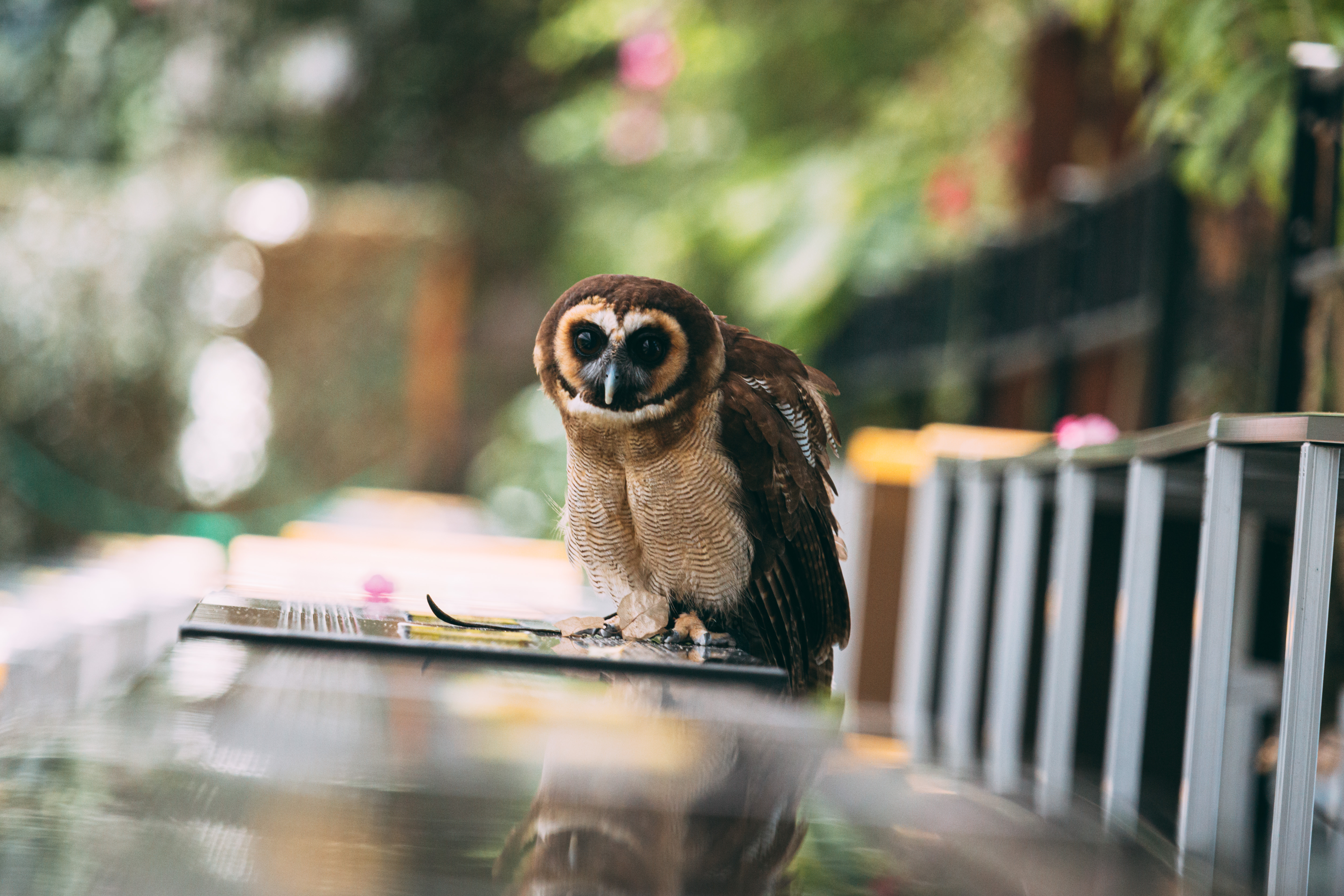 こちらをじっと見つめるフクロウの写真を無料ダウンロード フリー素材 ぱくたそ こちらをじっと見つめるフクロウの写真を無料ダウンロード フリー素材 ぱくたそ